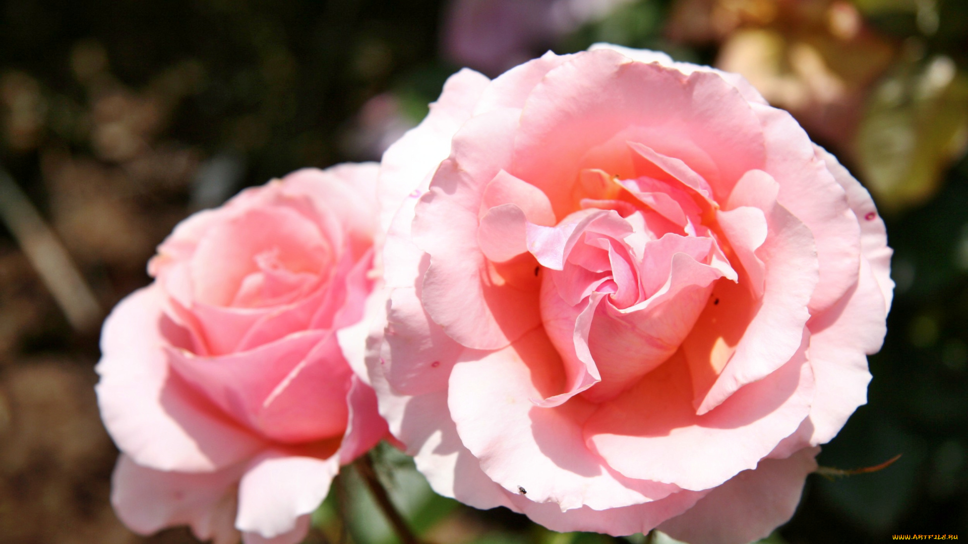 цветы, розы, роза, бутон, лепестки