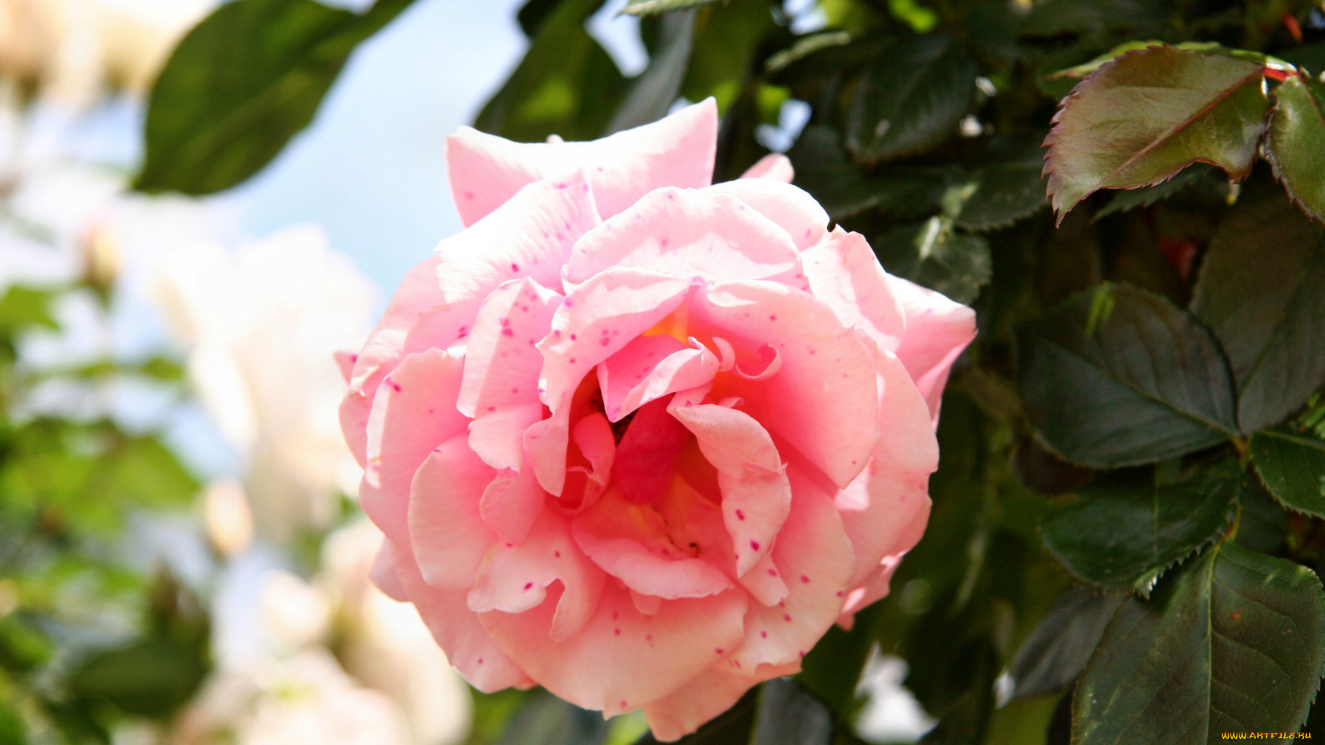 цветы, розы, роза, лепестки, бутон