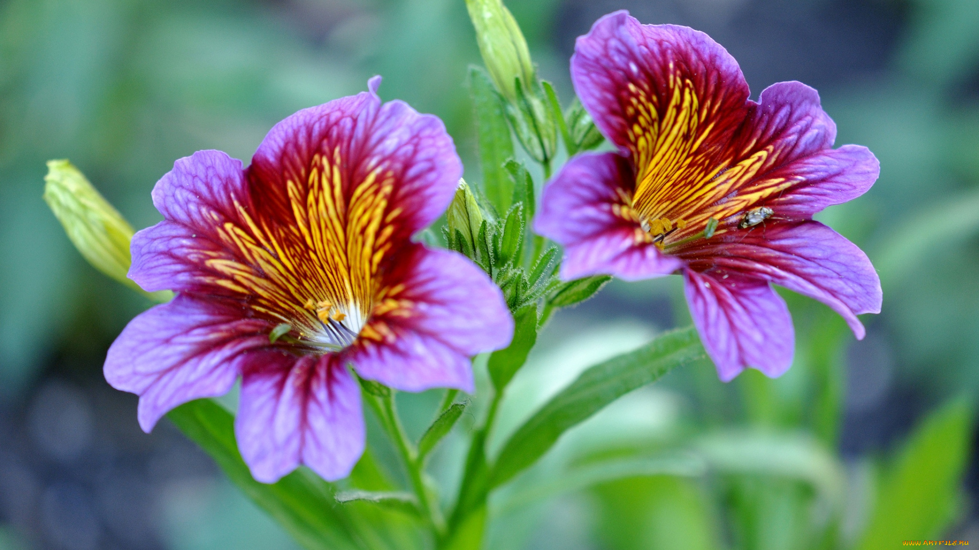 цветы, сальпиглоссис, макро