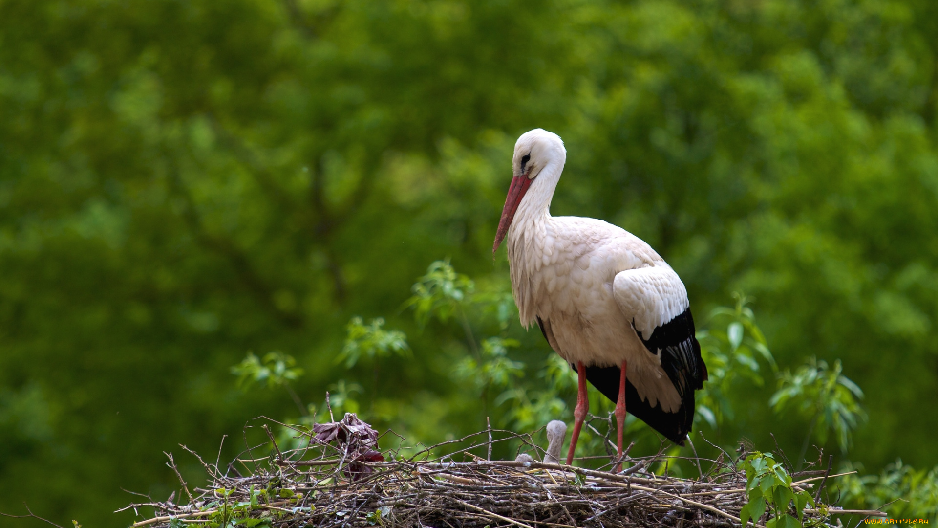 животные, аисты, гнездо