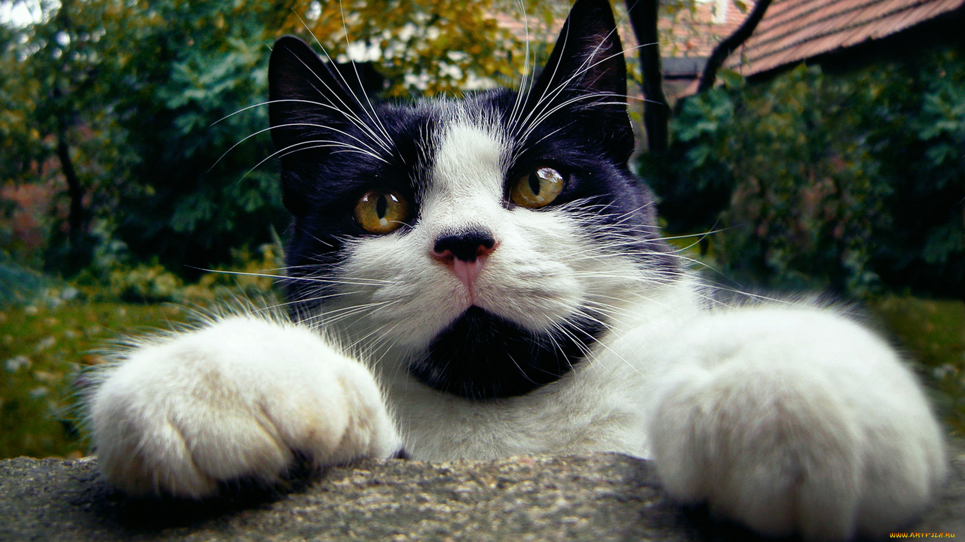 животные, коты, мордочка