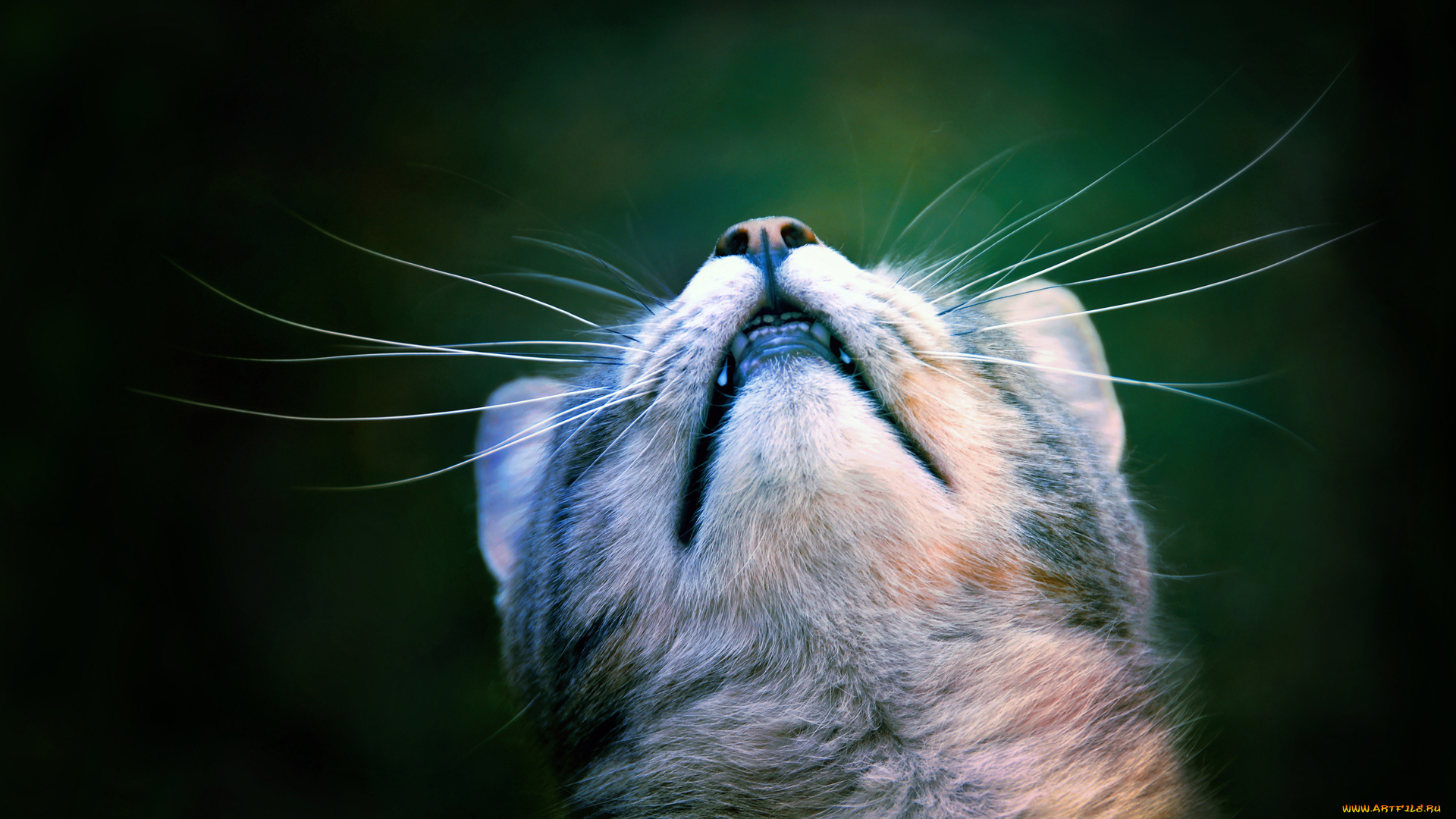 животные, коты, мордочка