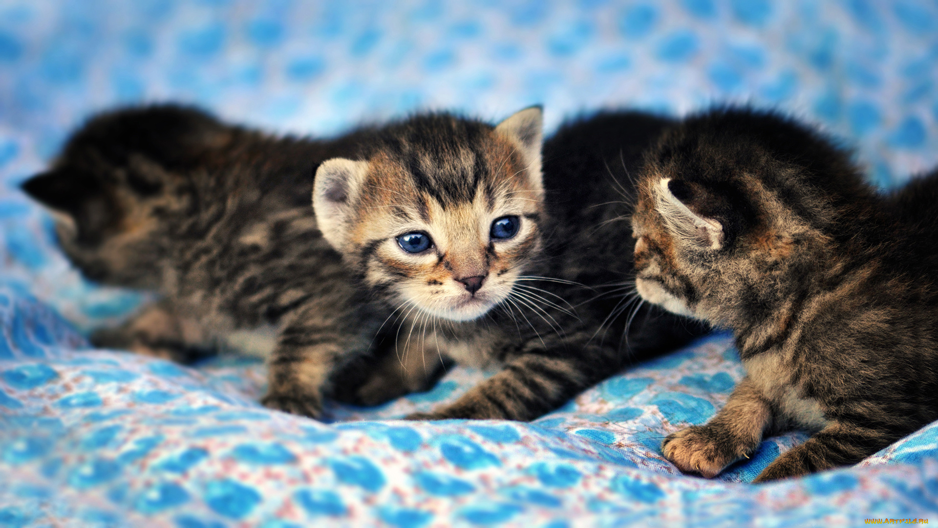 животные, коты, мордочка