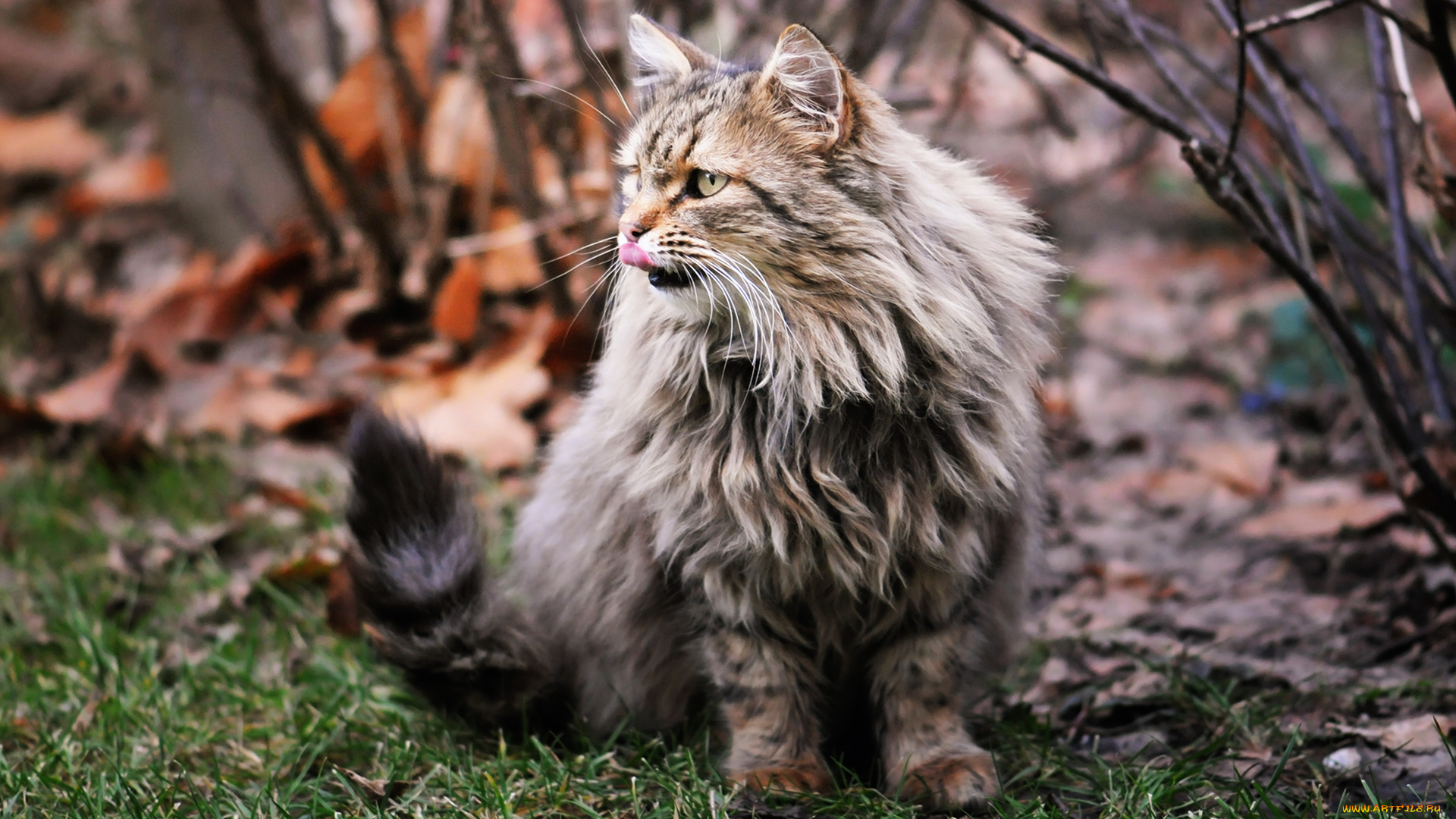 животные, коты, мордочка, мейн-кун