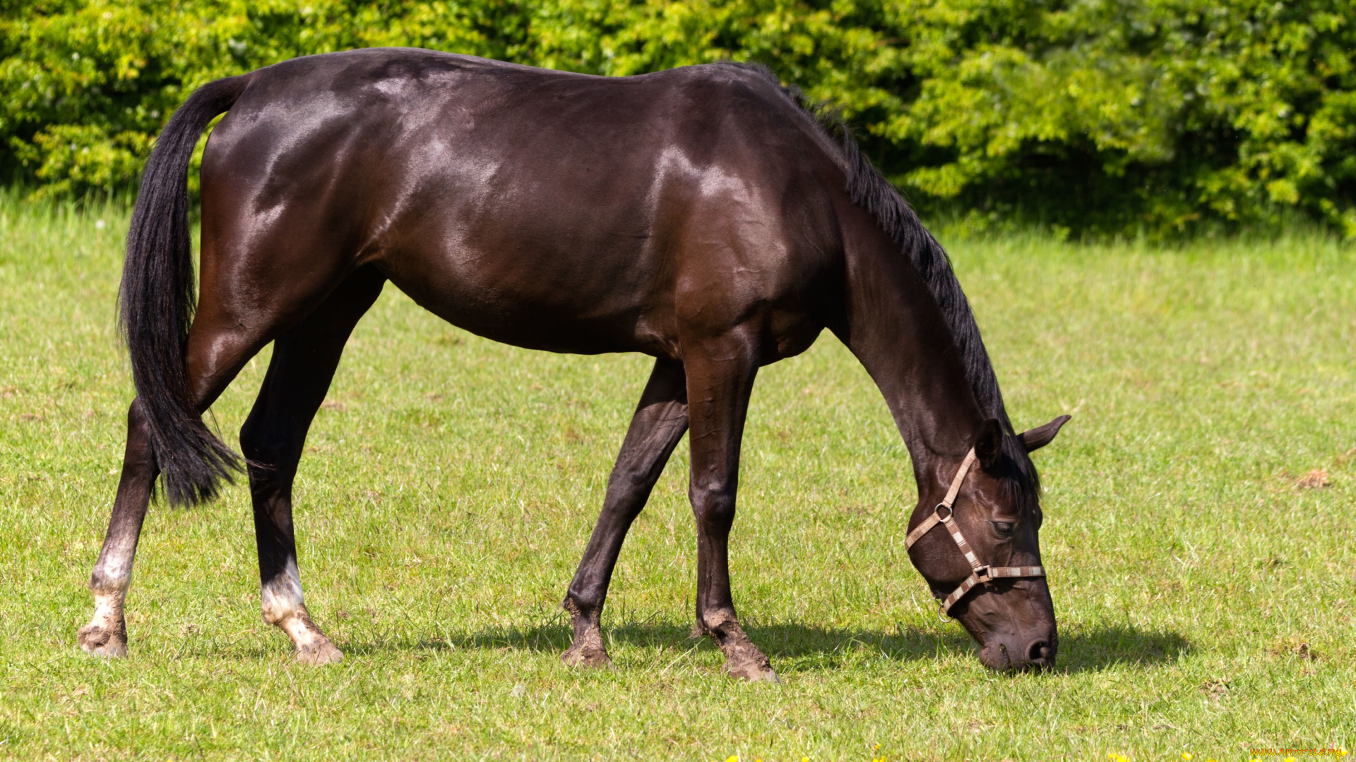 животные, лошади, красавец