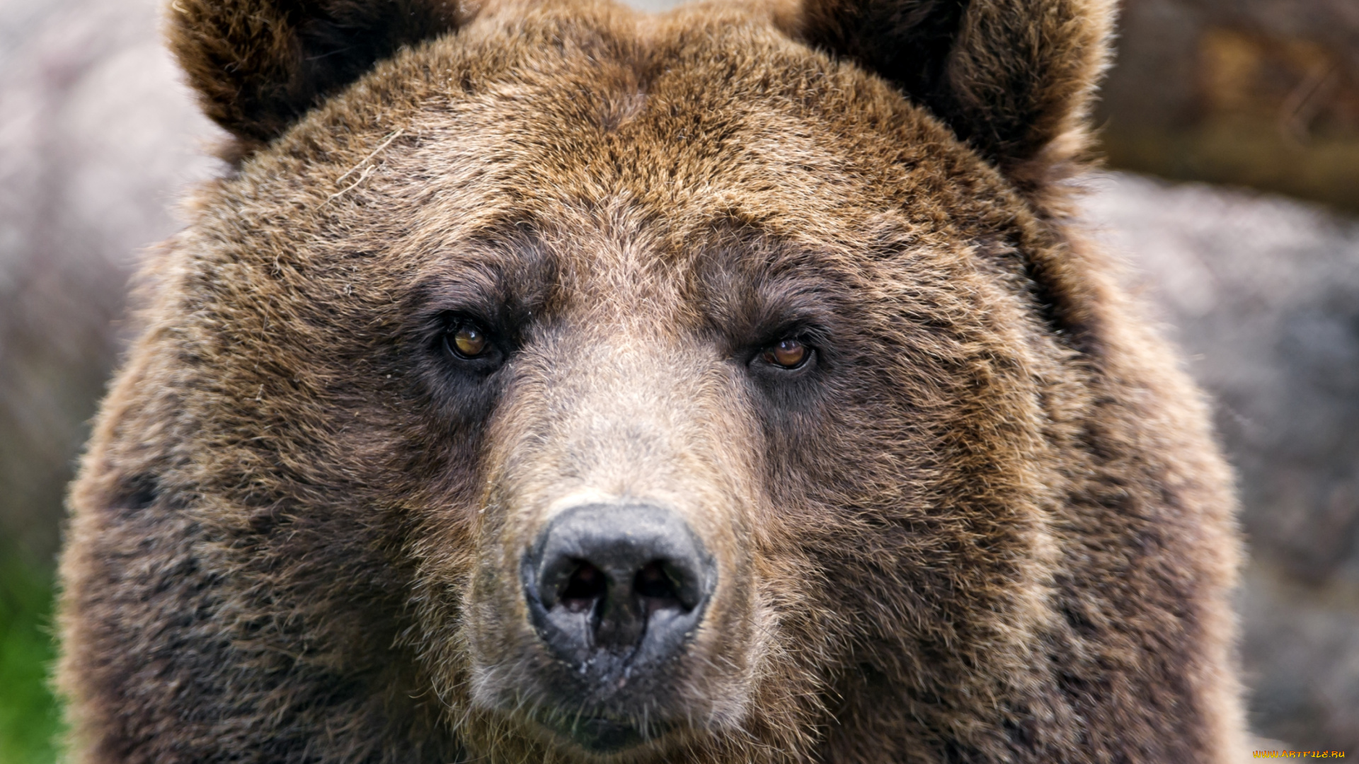 животные, медведи, портрет