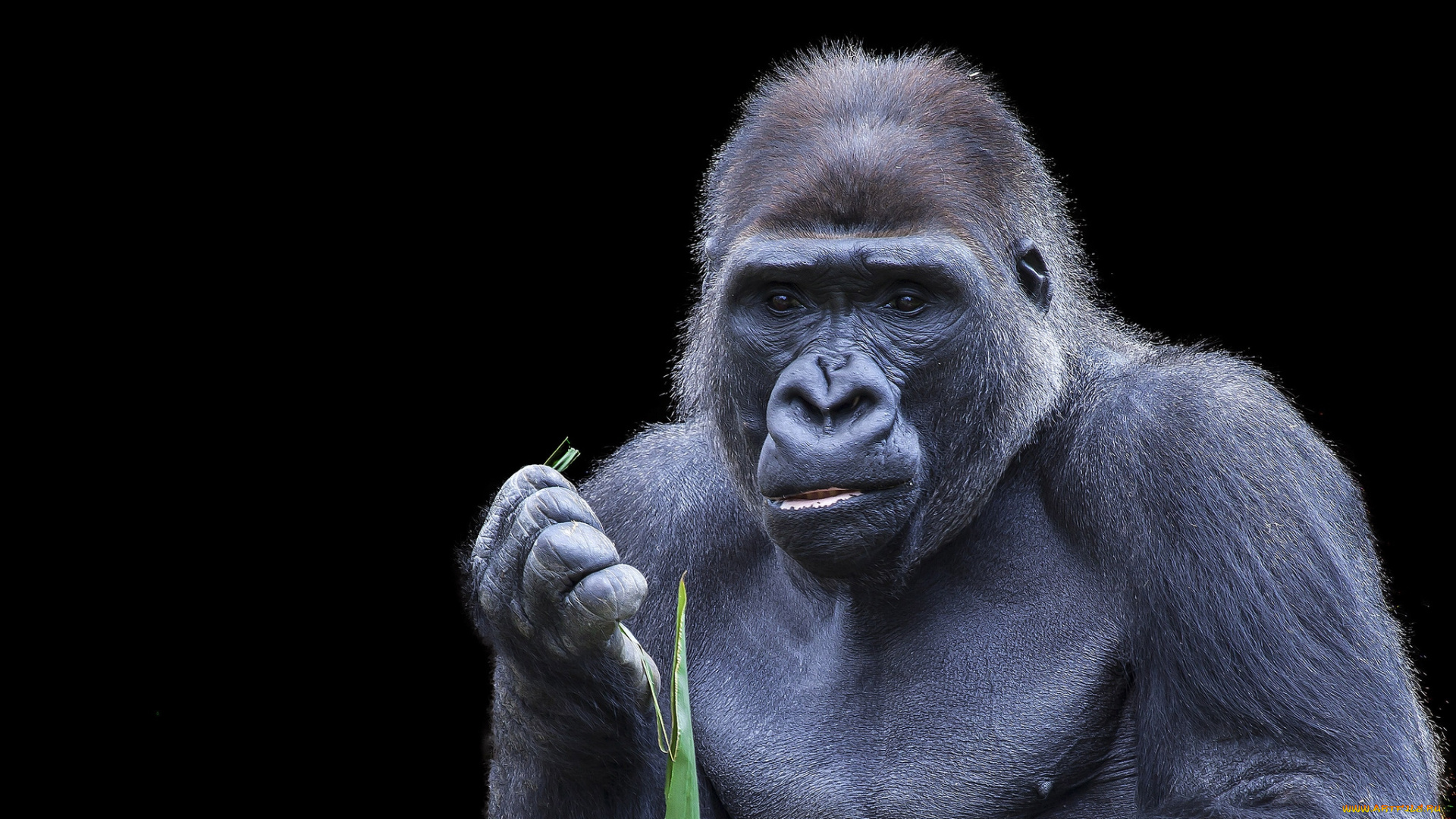 животные, обезьяны, горилла