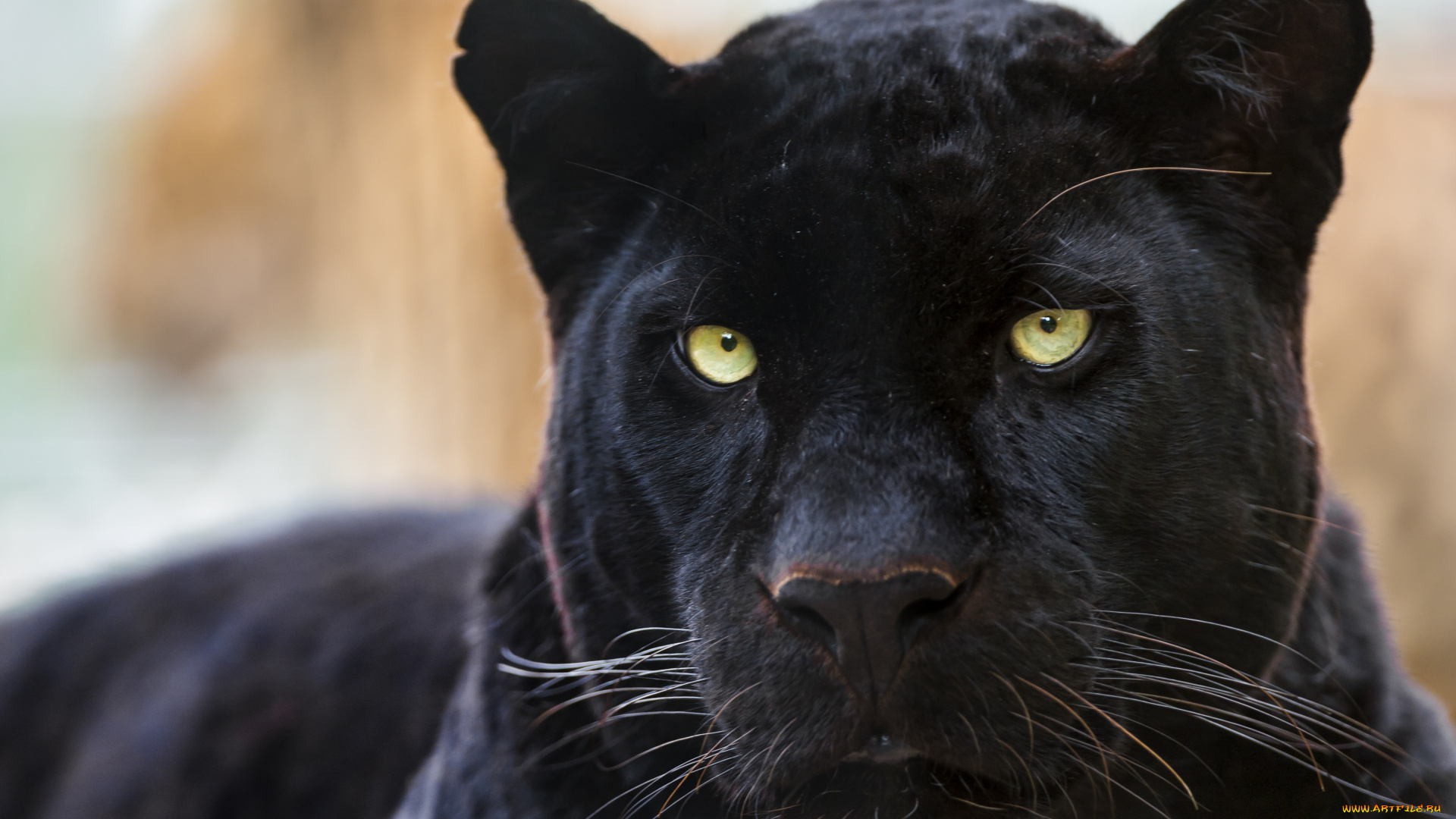 животные, пантеры, портрет