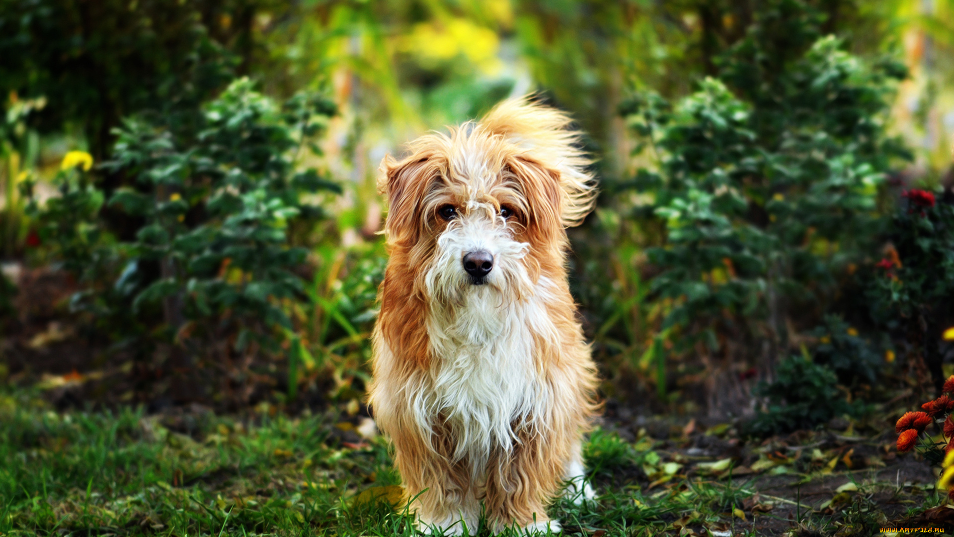 животные, собаки, мордочка