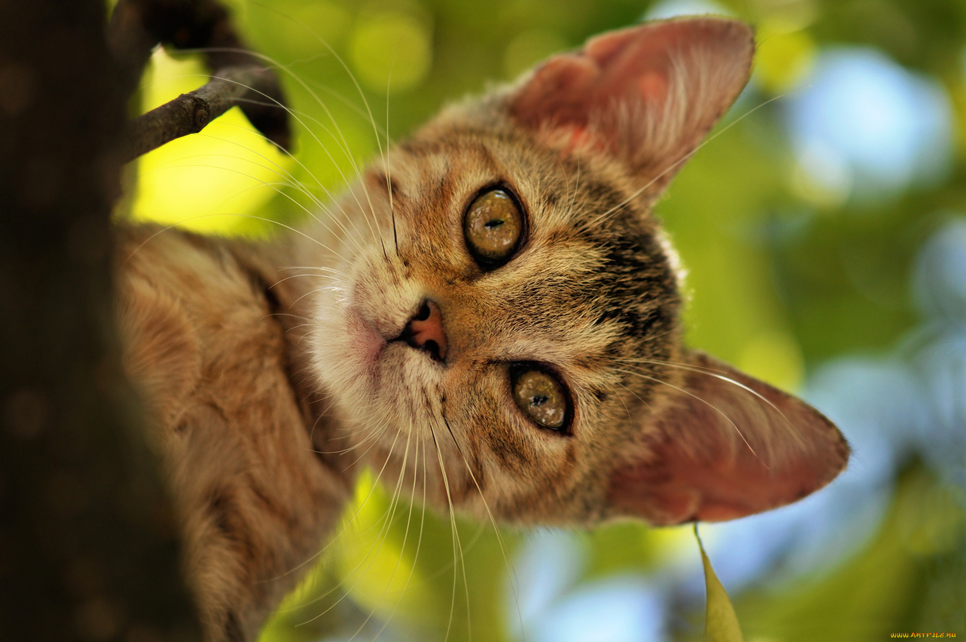 животные, коты, мордочка