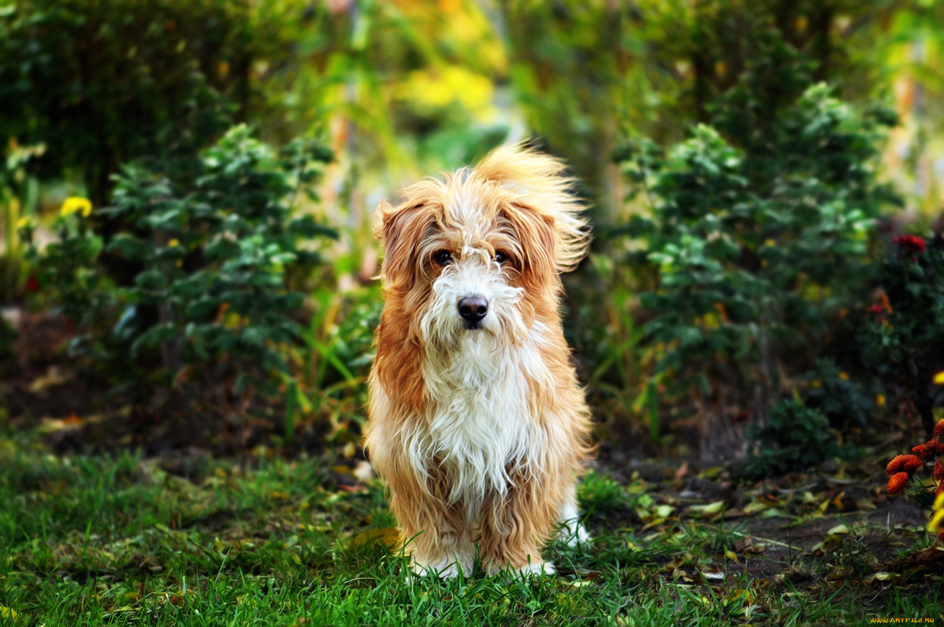 животные, собаки, мордочка