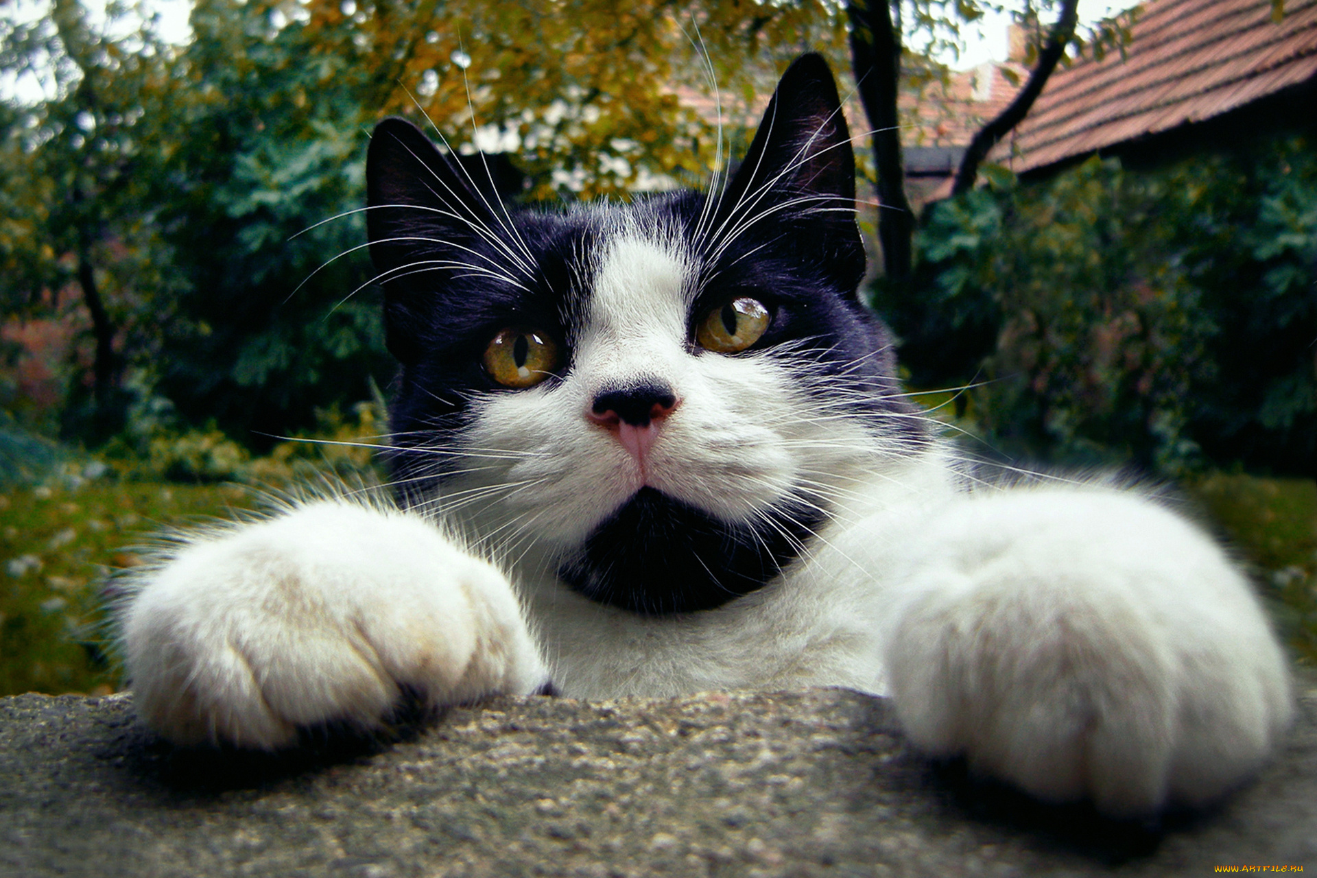 животные, коты, мордочка