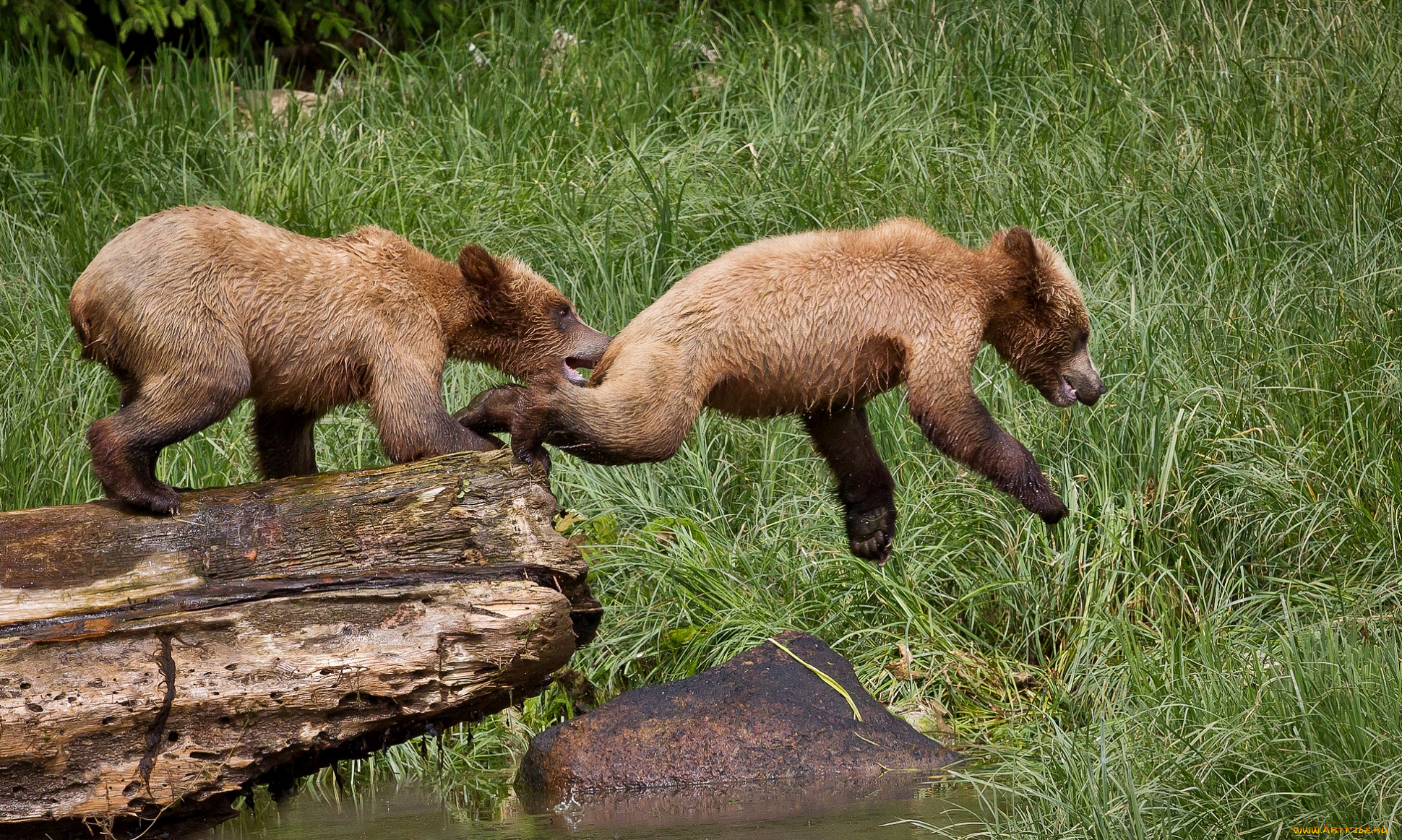 животные, медведи, прыжок, медвежата