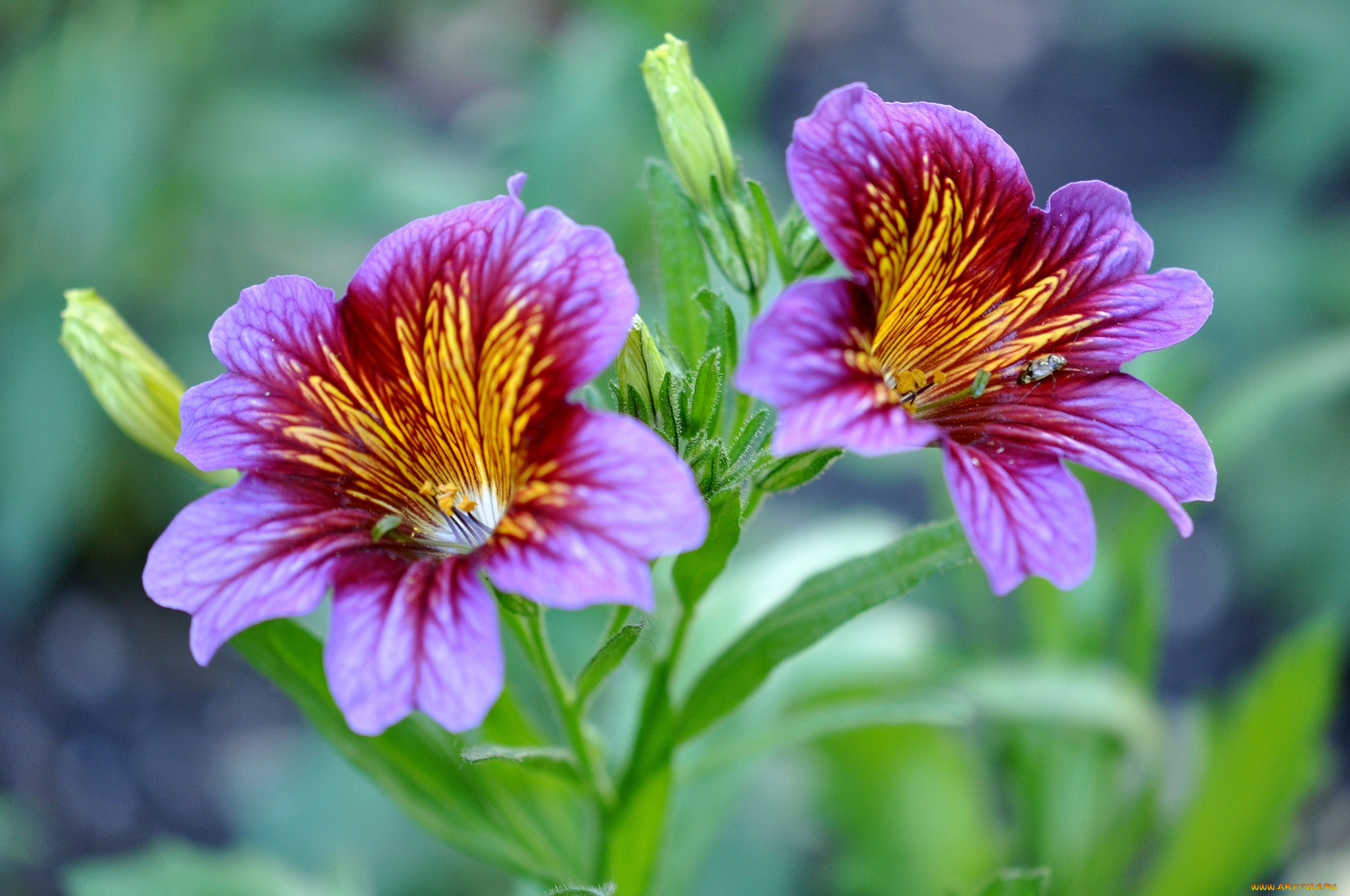 цветы, сальпиглоссис, макро