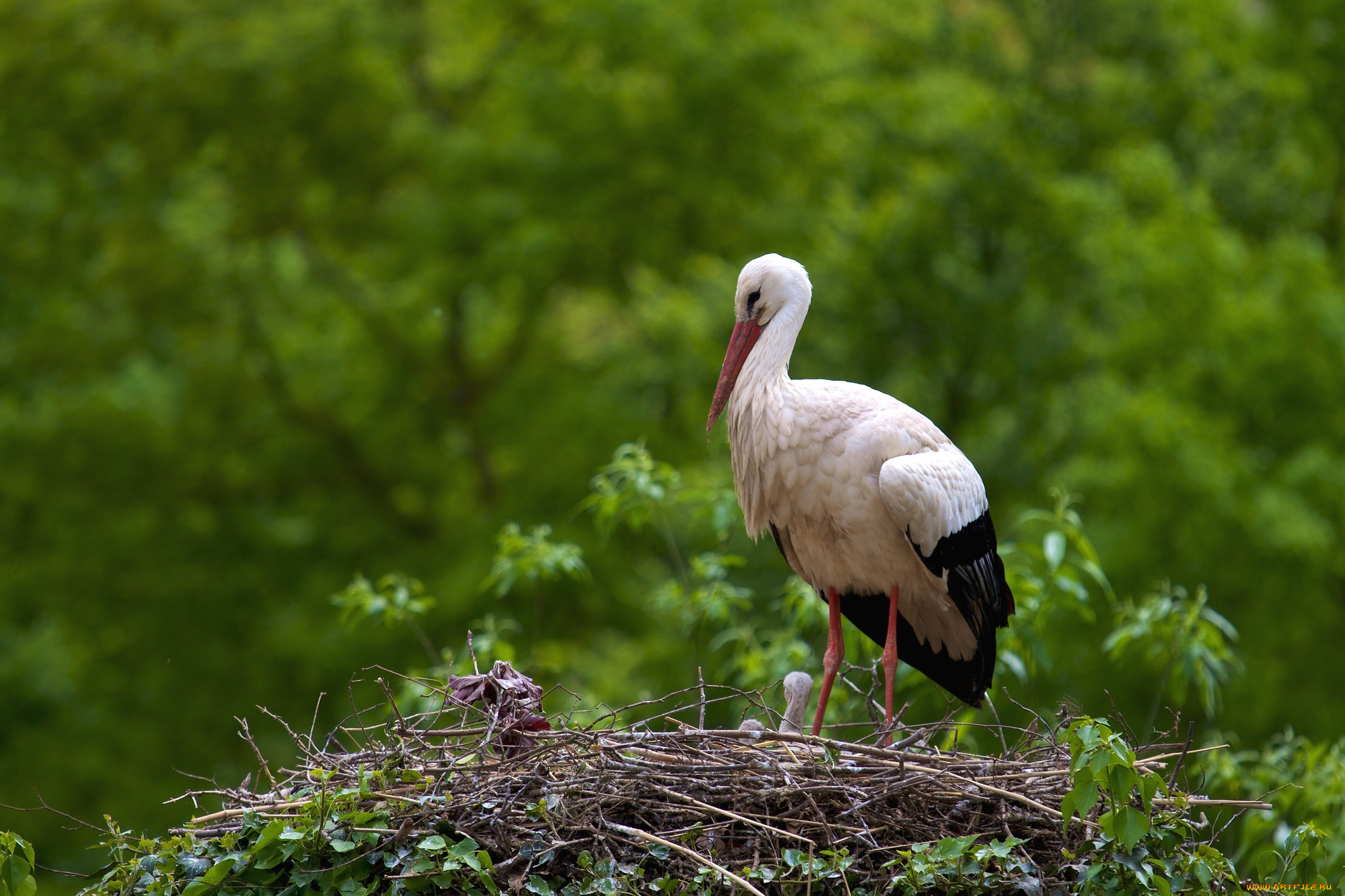 животные, аисты, гнездо