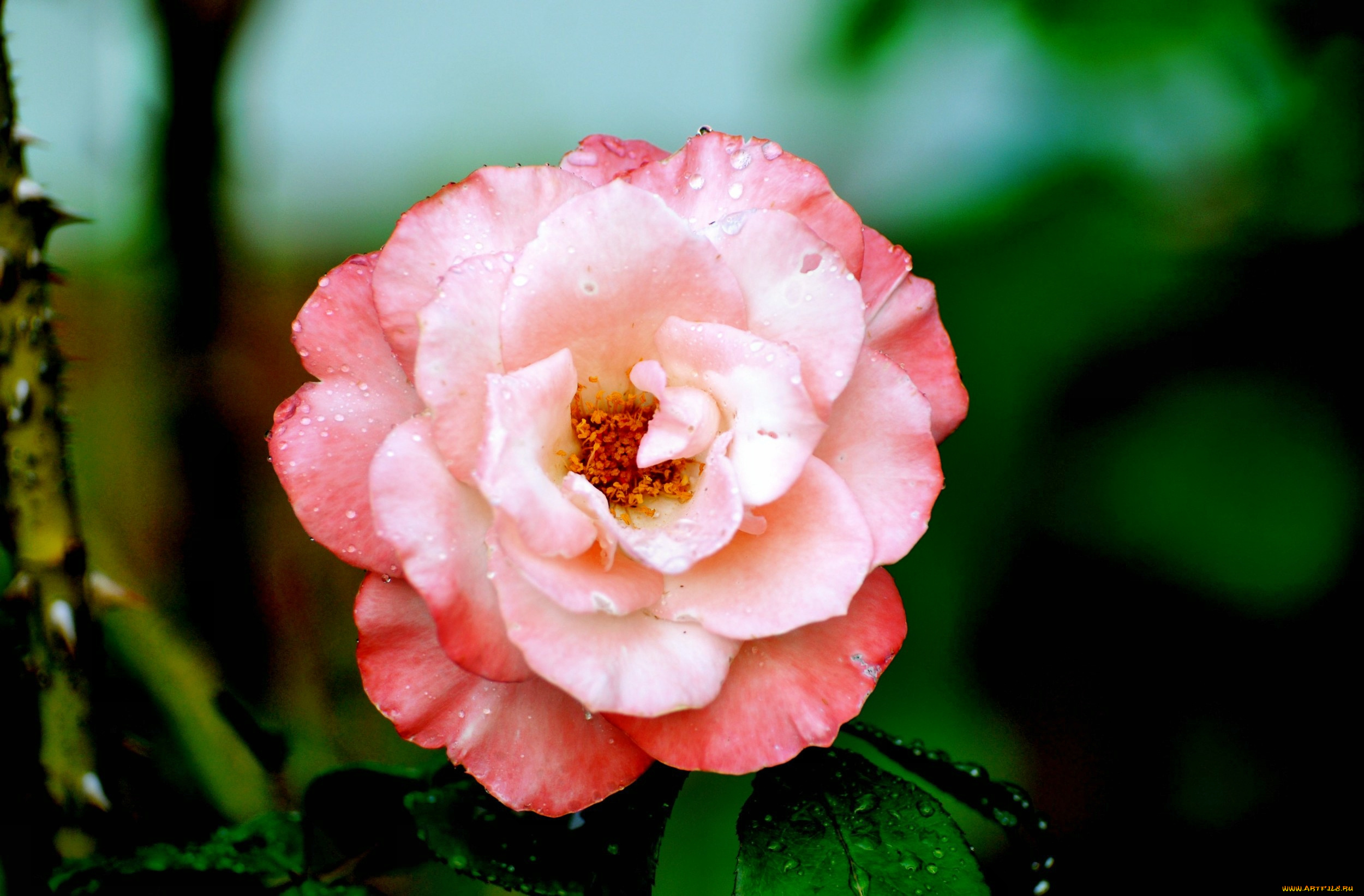 цветы, розы, роза, бутон, лепестки