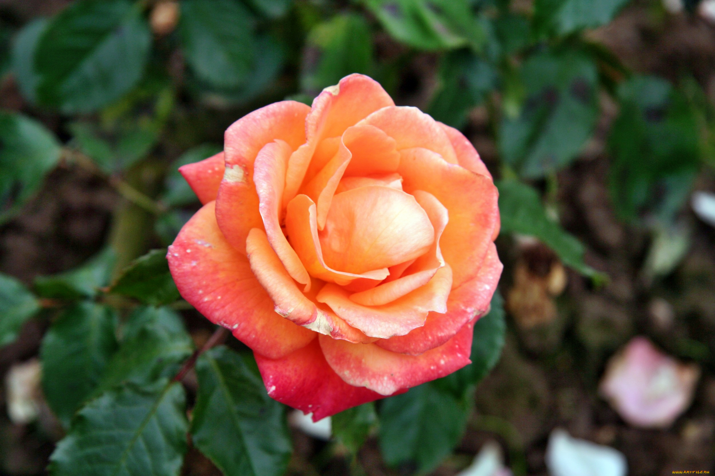 цветы, розы, лепестки, бутон, роза