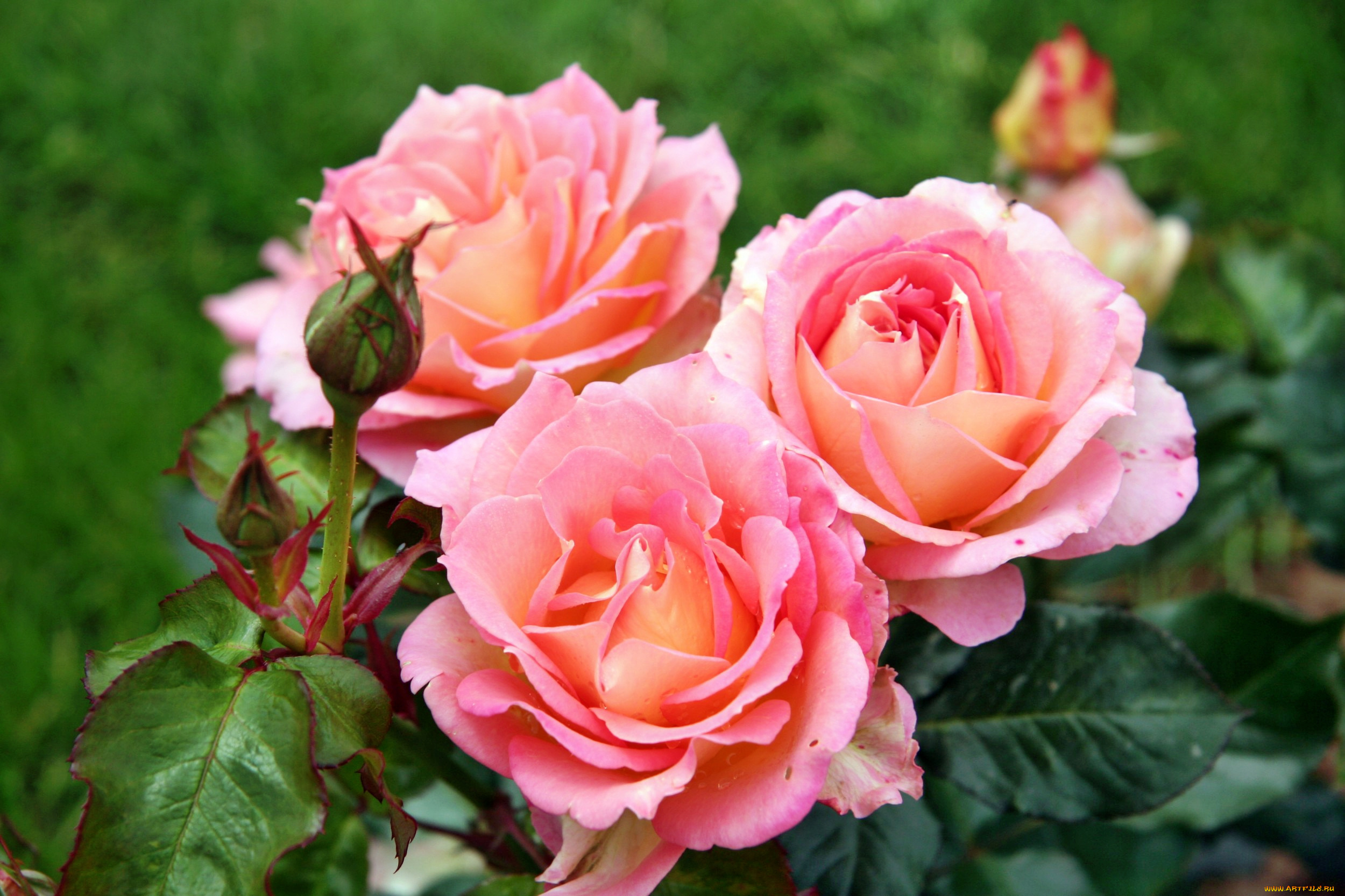 цветы, розы, лепестки, роза, бутон