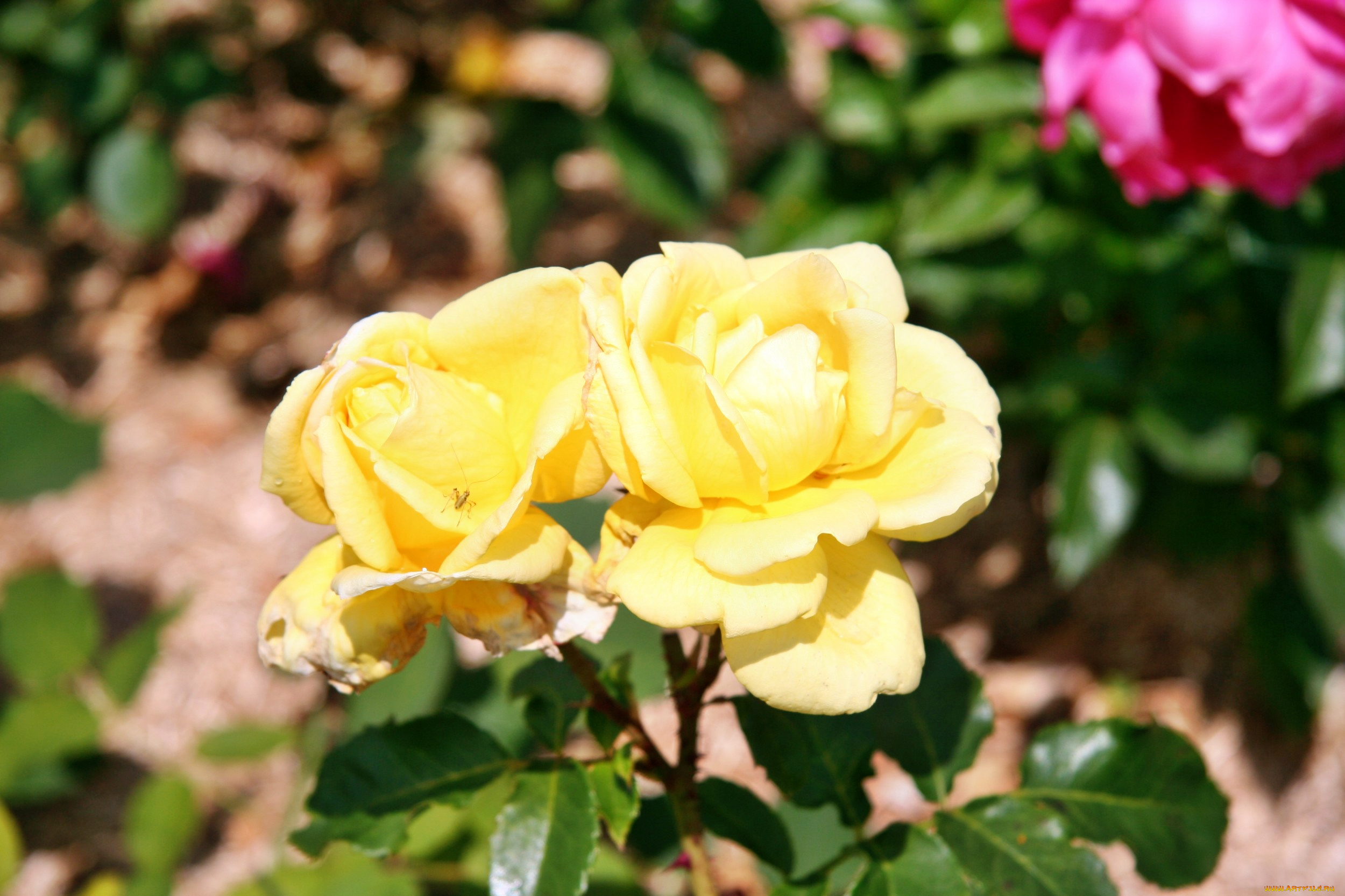 цветы, розы, роза, бутон, лепестки