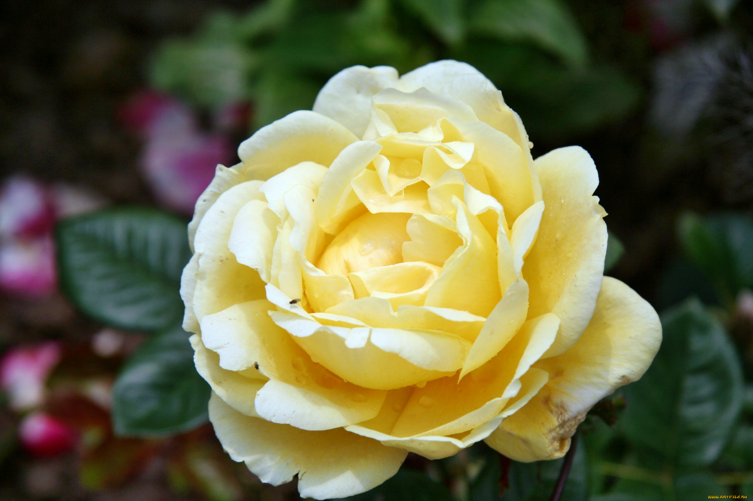 цветы, розы, роза, бутон, лепестки