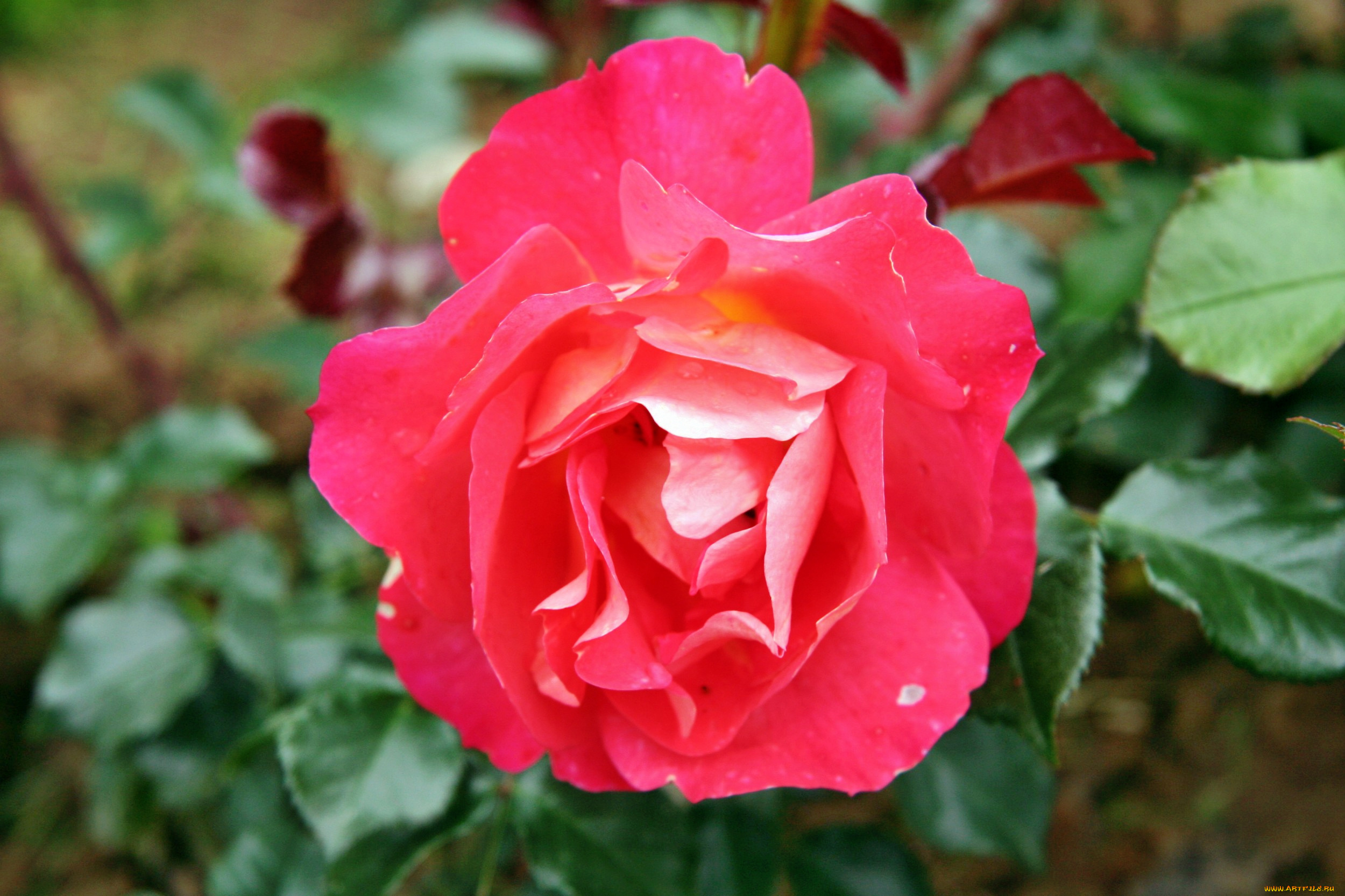 цветы, розы, роза, бутон, лепестки