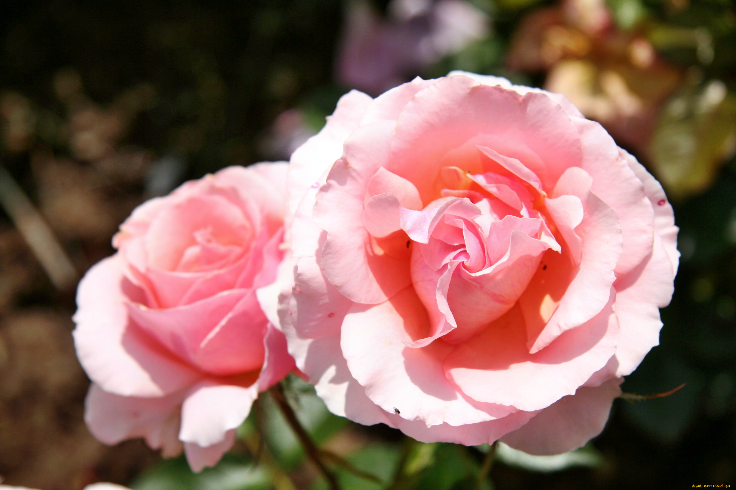 цветы, розы, роза, бутон, лепестки