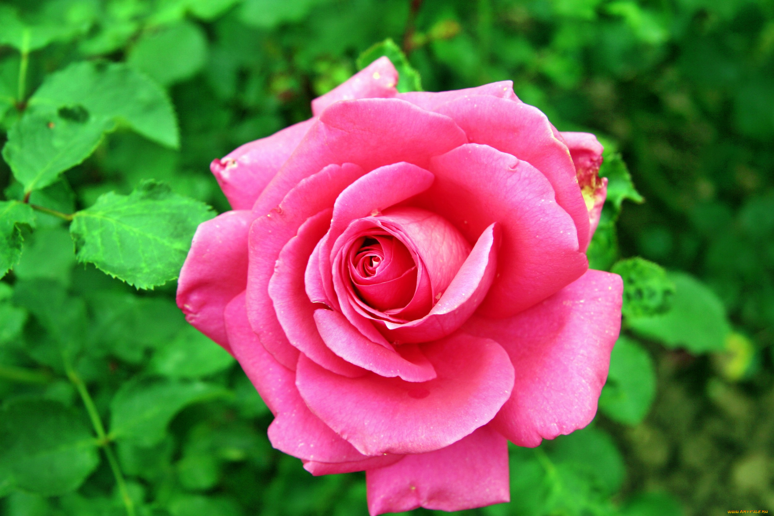 цветы, розы, роза, бутон, лепестки