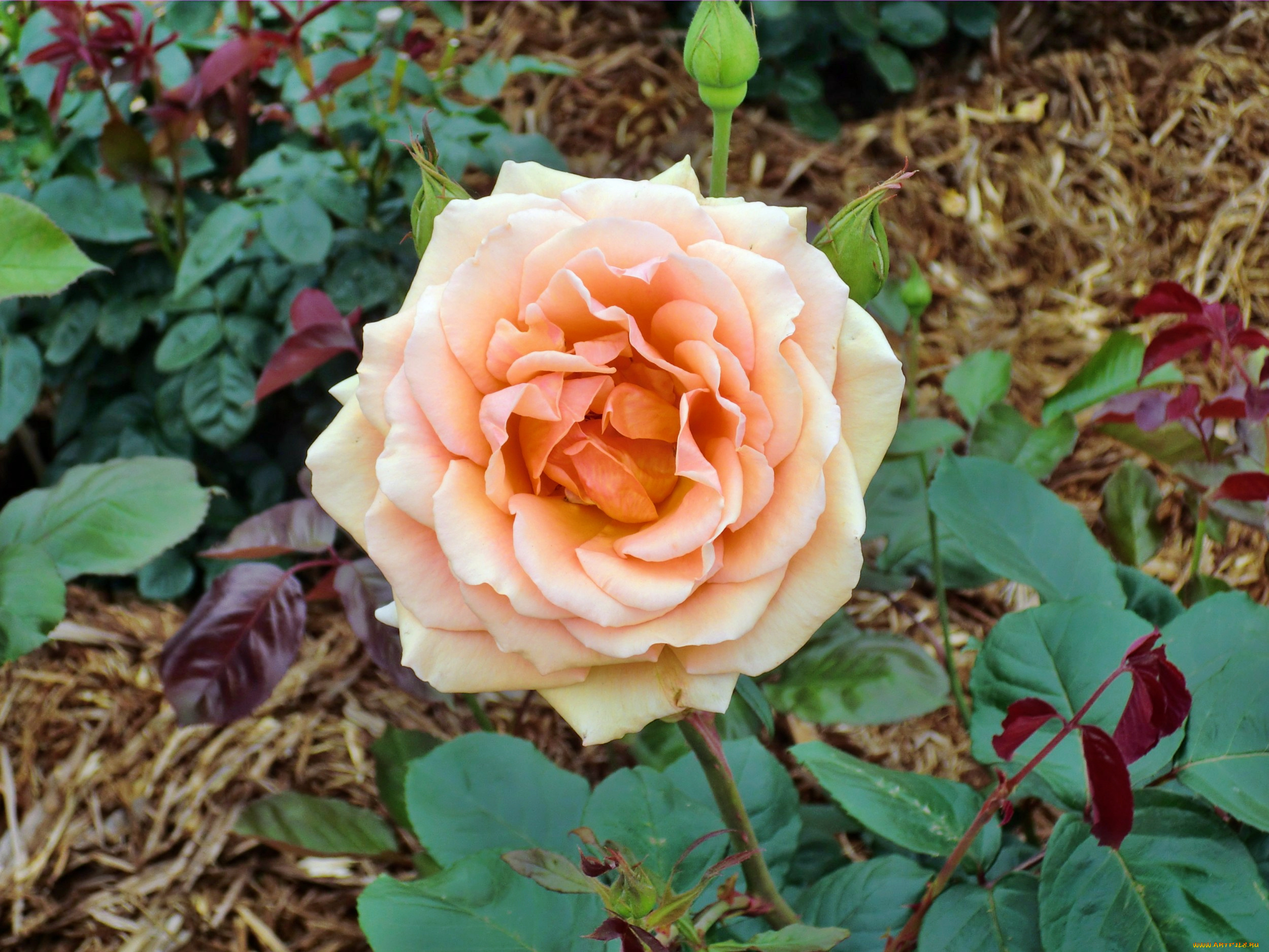 цветы, розы, лепестки, бутон, роза