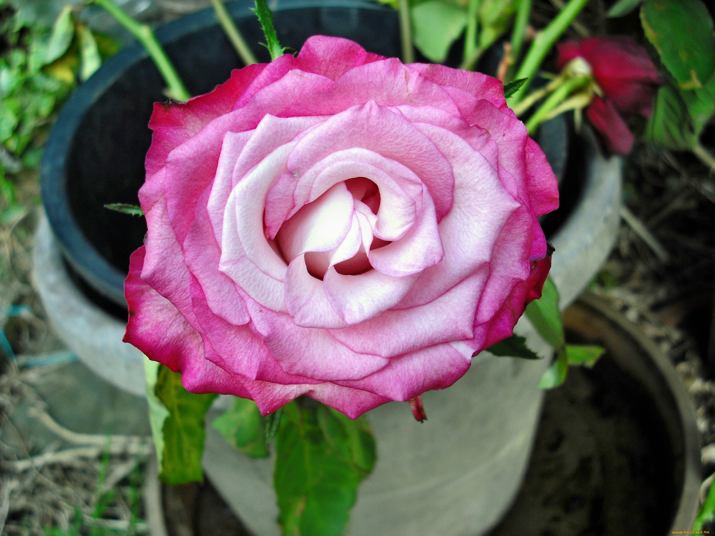 цветы, розы, роза, бутон, лепестки