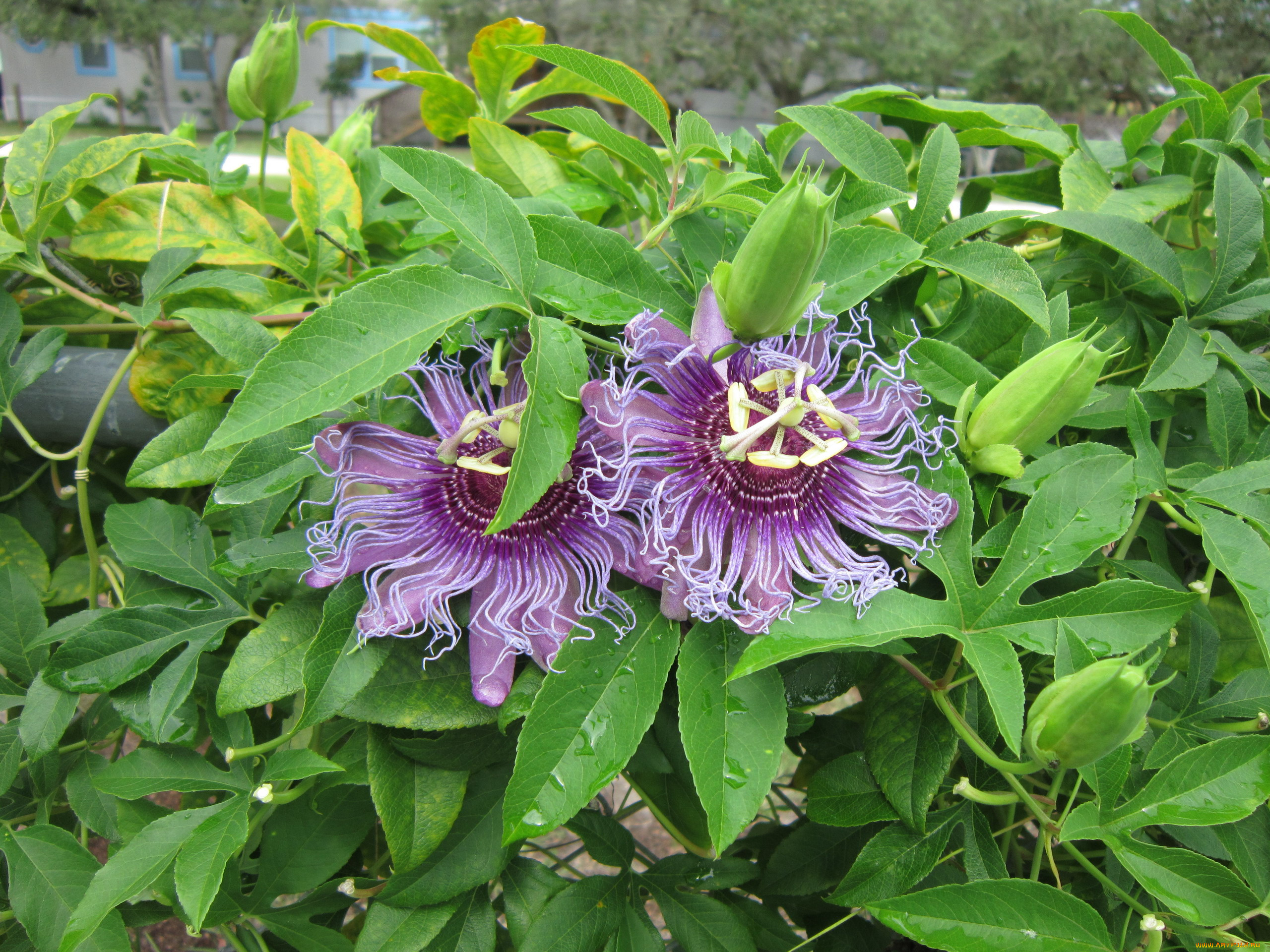 цветы, пассифлора, экзотика
