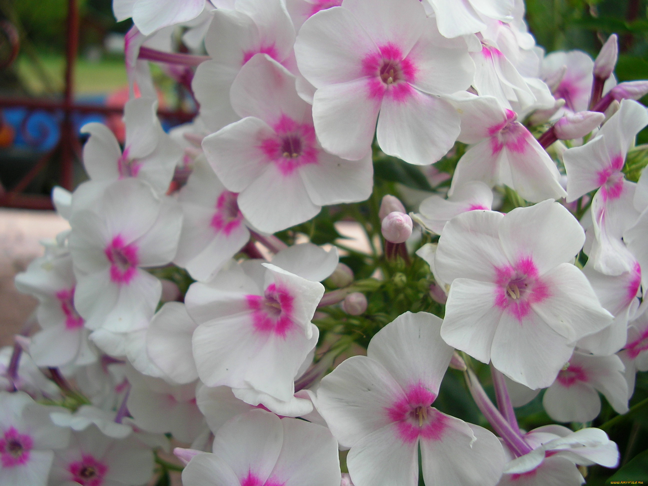 цветы, флоксы, нежность