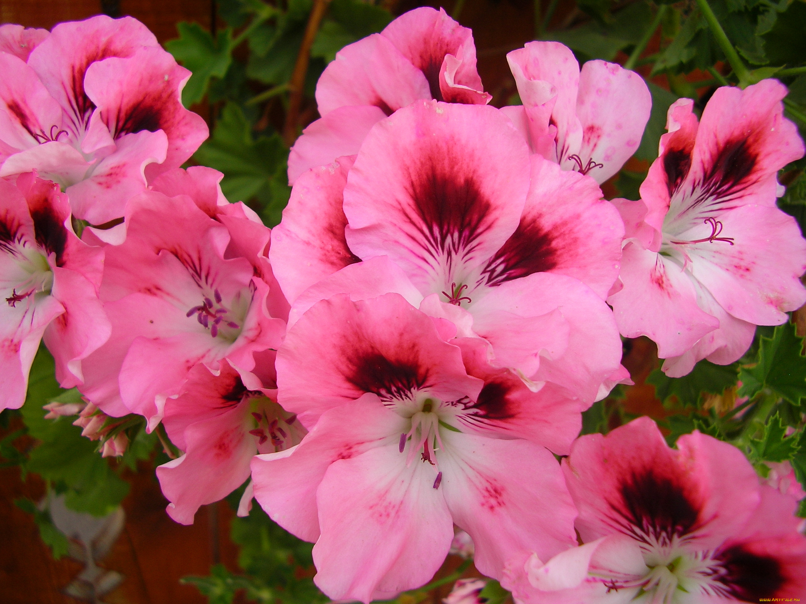 цветы, герань, нежность