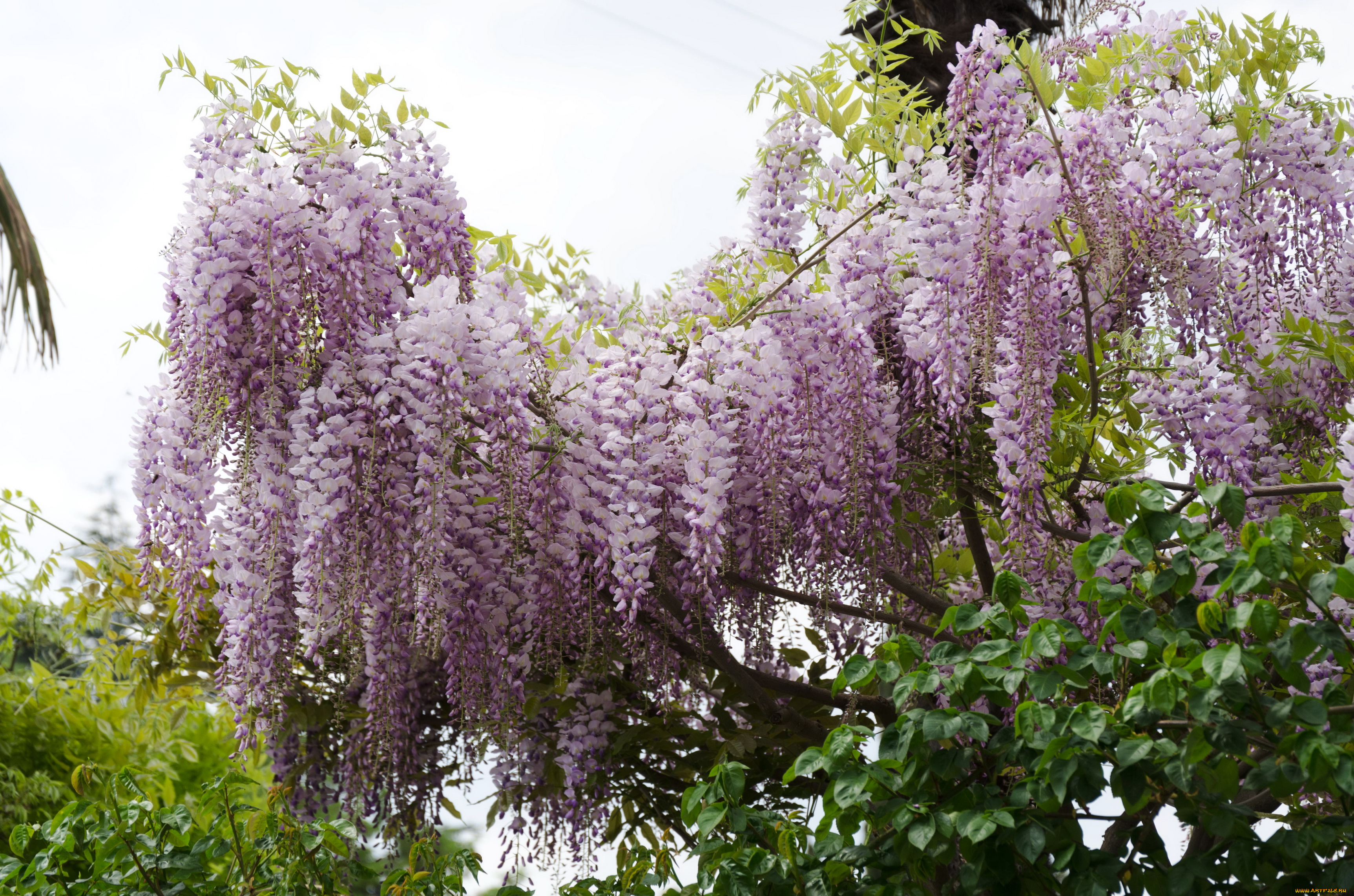 цветы, глициния, вистерия