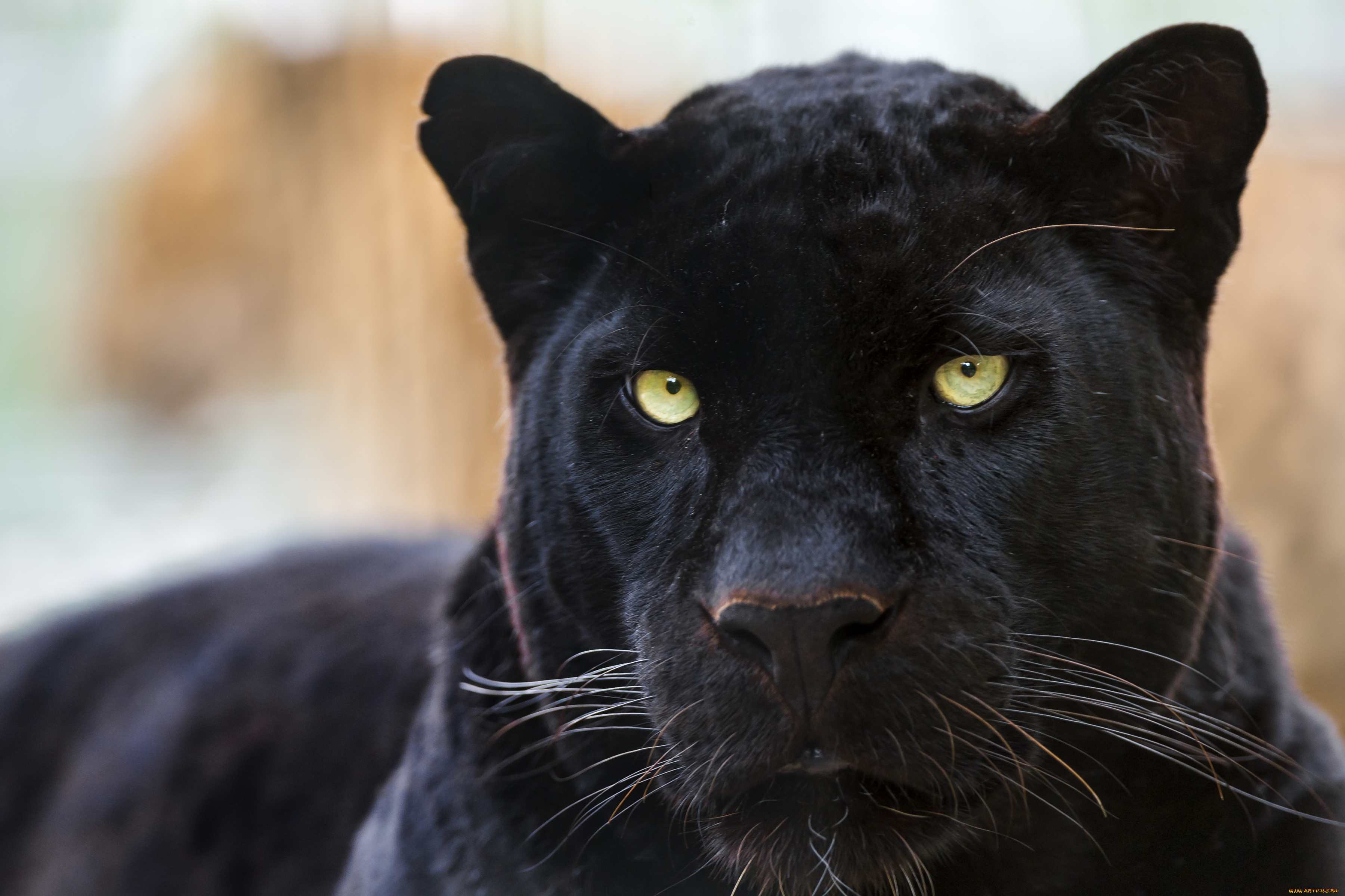 животные, пантеры, портрет