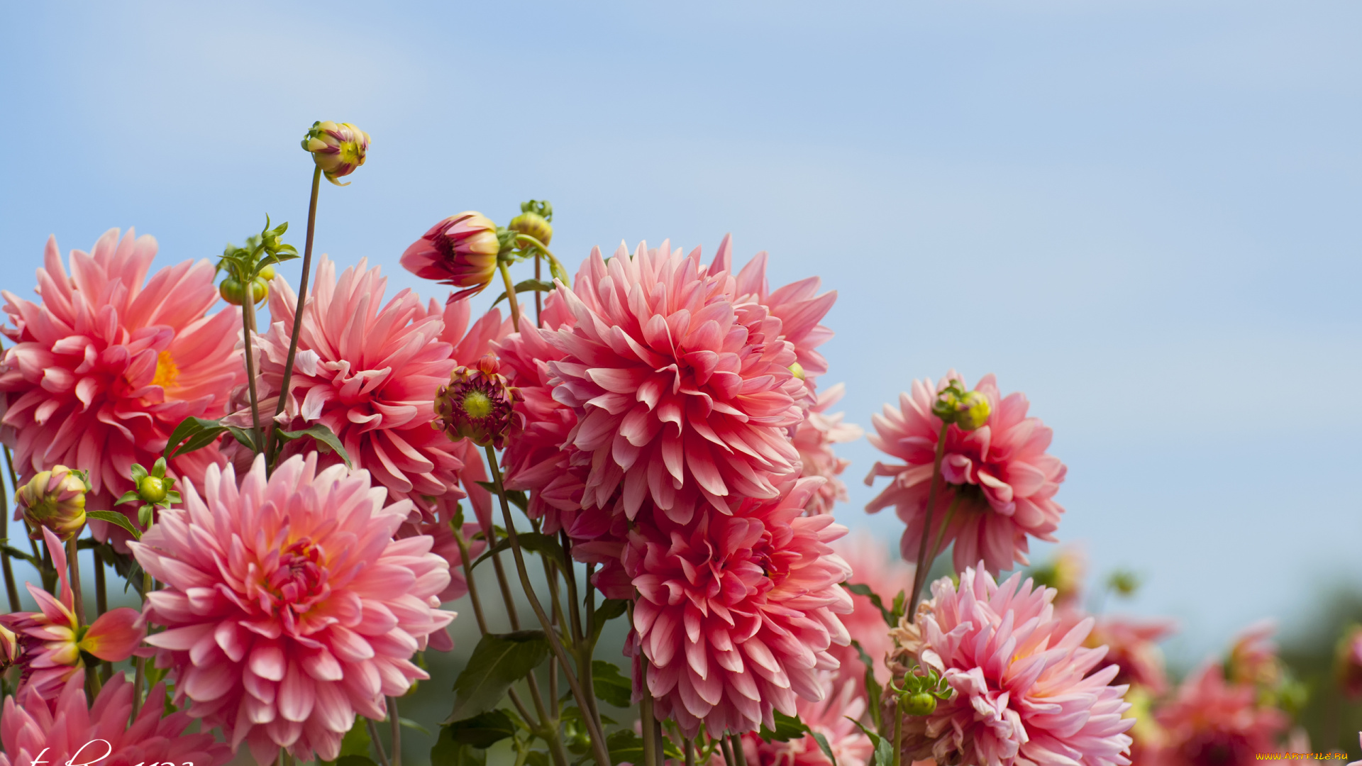 цветы, георгины, цветение, георгин, лепестки, бутоны