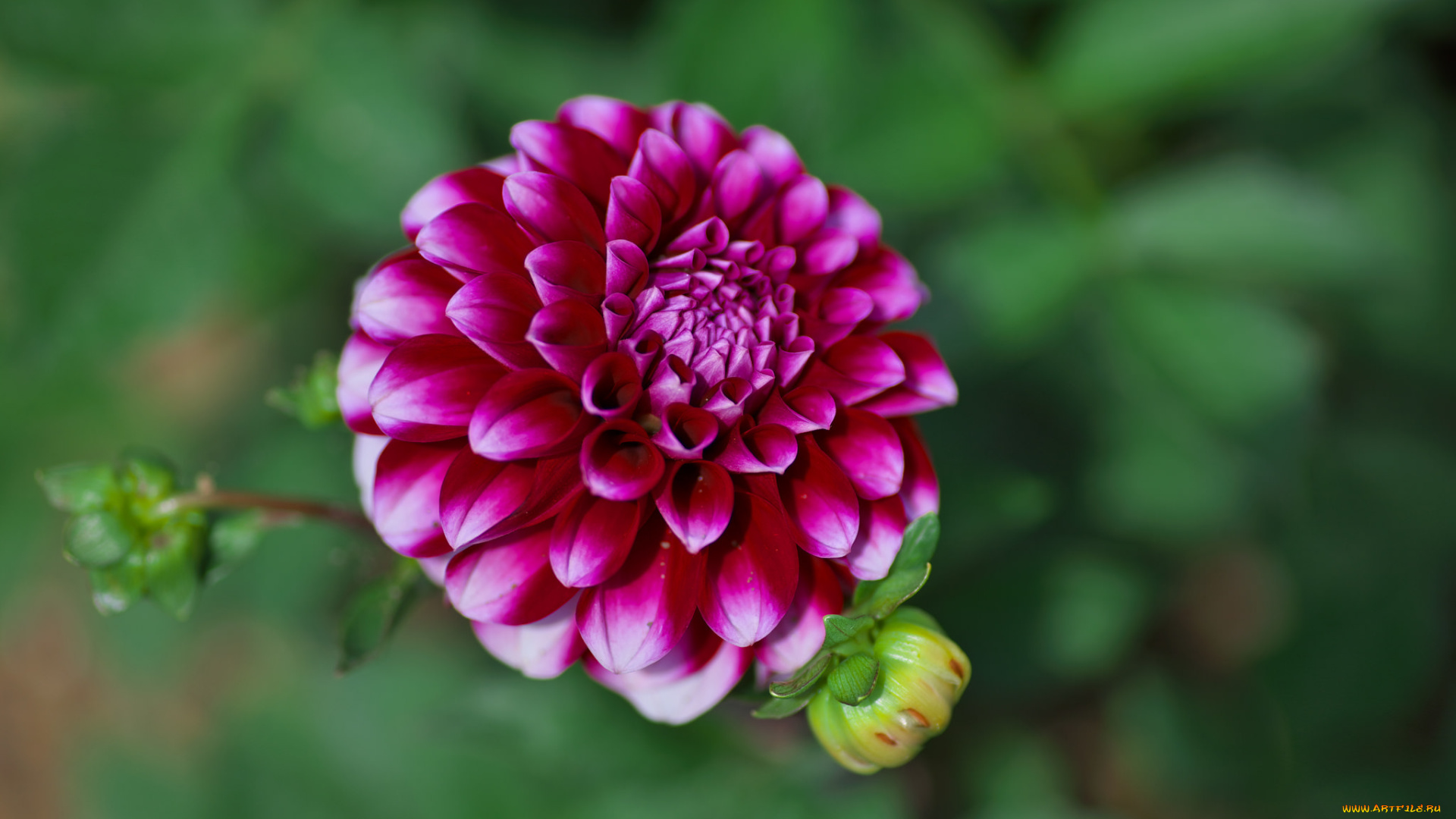 цветы, георгины, flowering, dahlia, цветение, георгин
