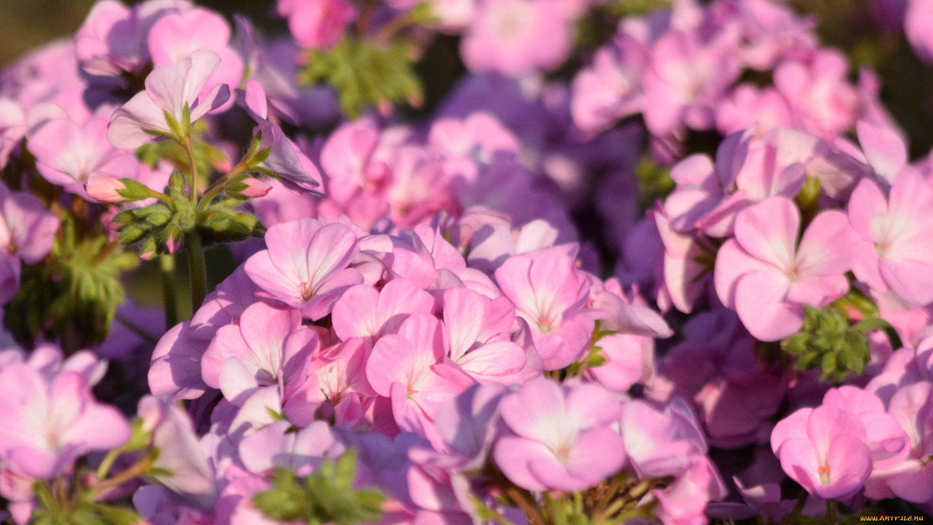 цветы, герань, нежность, цветение, лепестки, цветки