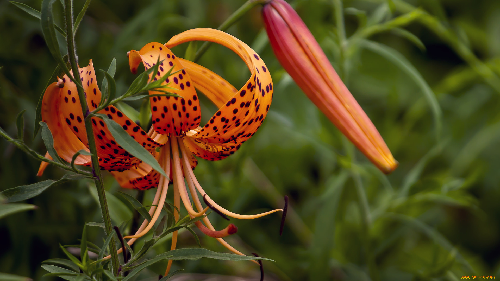 цветы, лилии, , лилейники, цветение, бутоны, лилия