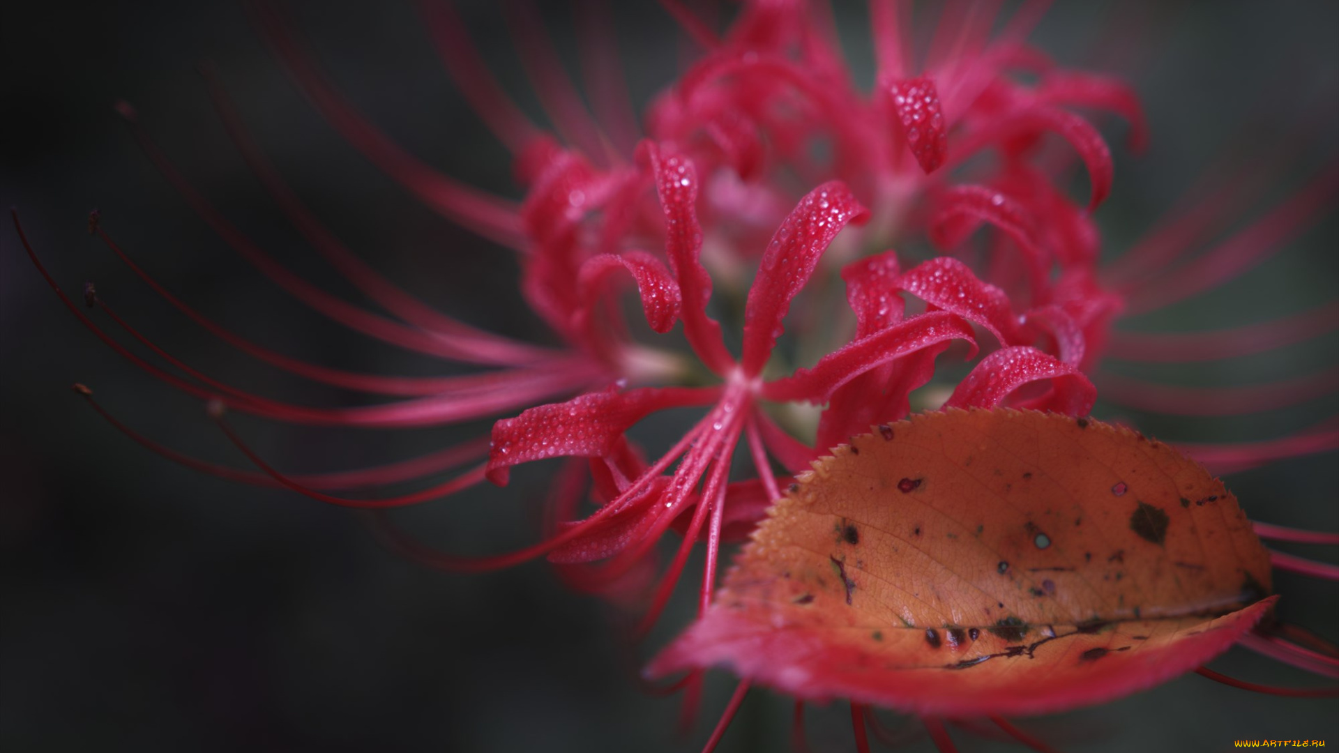 цветы, листик, лист, роса, красный, цветок, макро