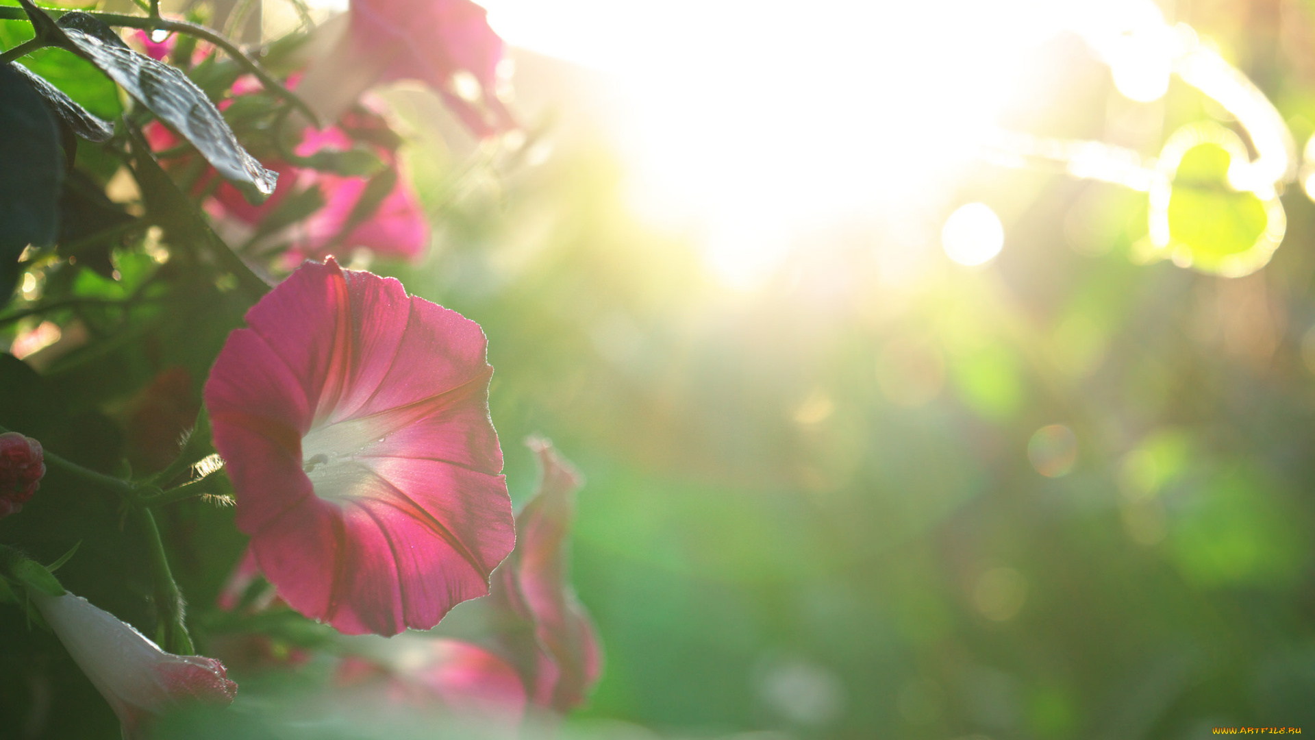 цветы, петунии, , калибрахоа, цветение, нежность, бутон, петуния