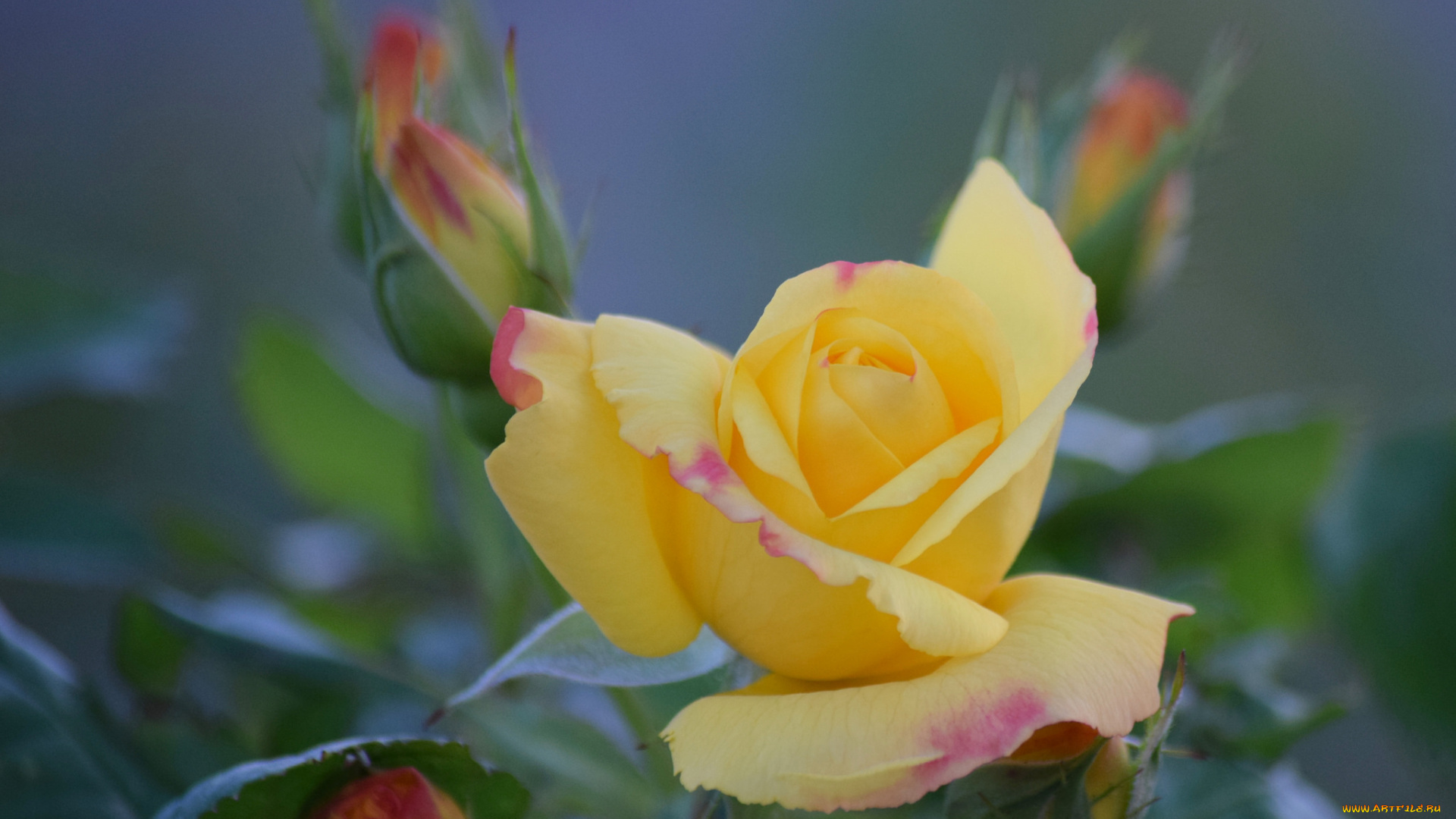 цветы, розы, bud, цветение, rose, blossoms, leaves, petals, роза, листья, лепестки, бутон