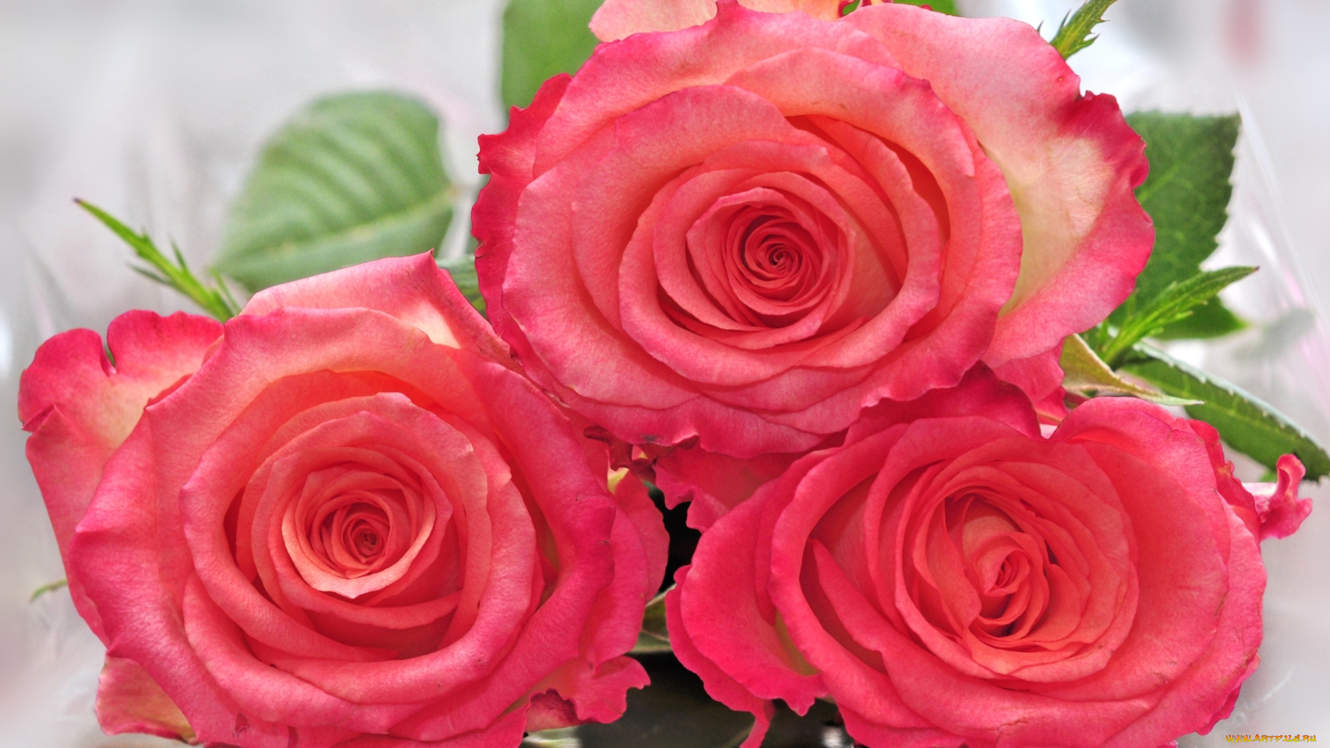 цветы, розы, бутоны, трио