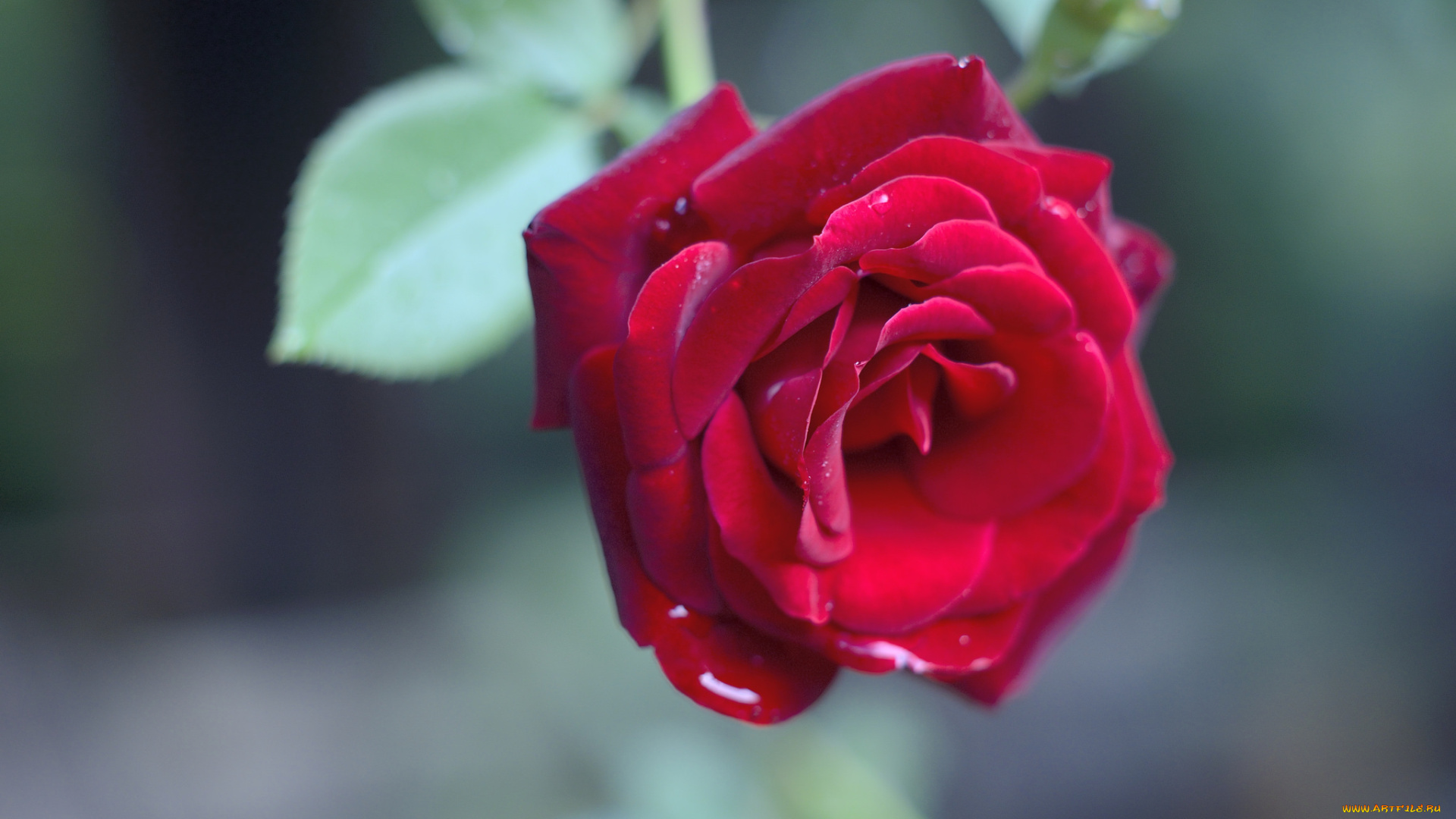 цветы, розы, цветение, лепестки, листья, розовая, роза