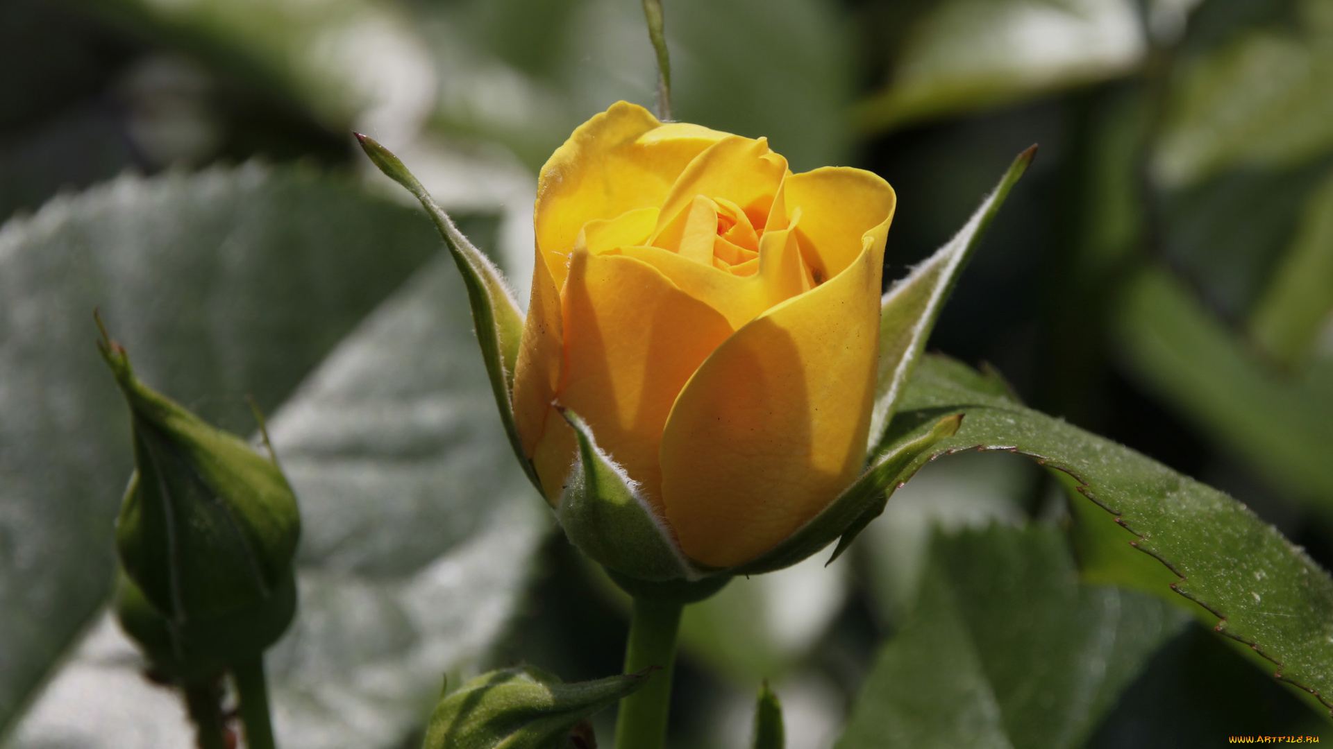 цветы, розы, цветение, лепестки, розовая, бутон, роза