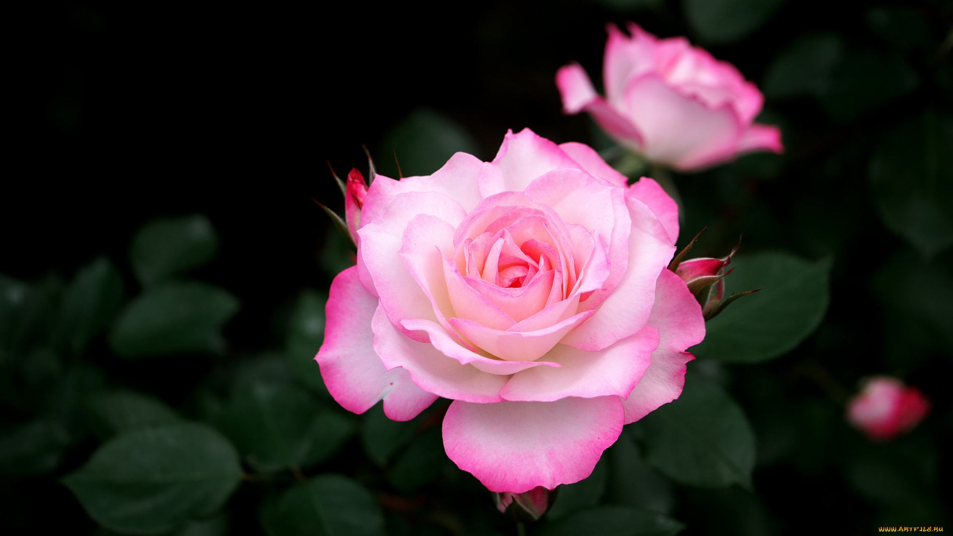 цветы, розы, цветение, роза, розовая, лепестки, бутон