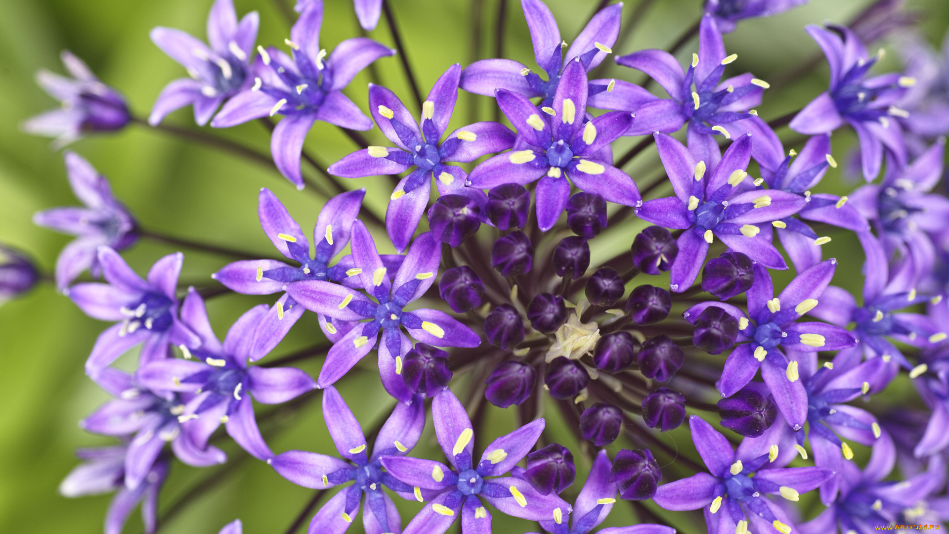 цветы, соцветие, макро, тычинки, сиреневые