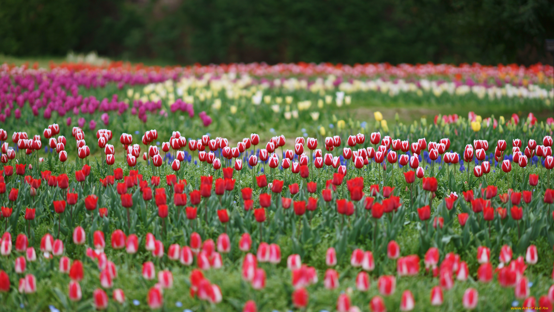 цветы, тюльпаны, цветение, лепестки, много, разноцветные