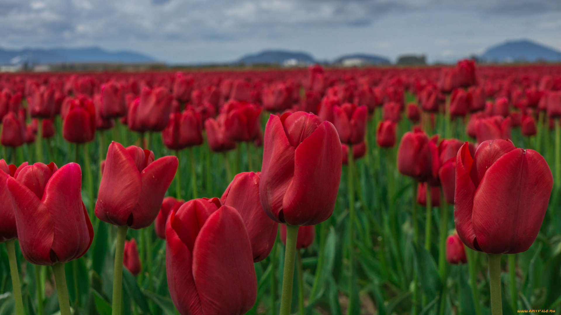 цветы, тюльпаны, много, лепестки, цветение, разноцветные