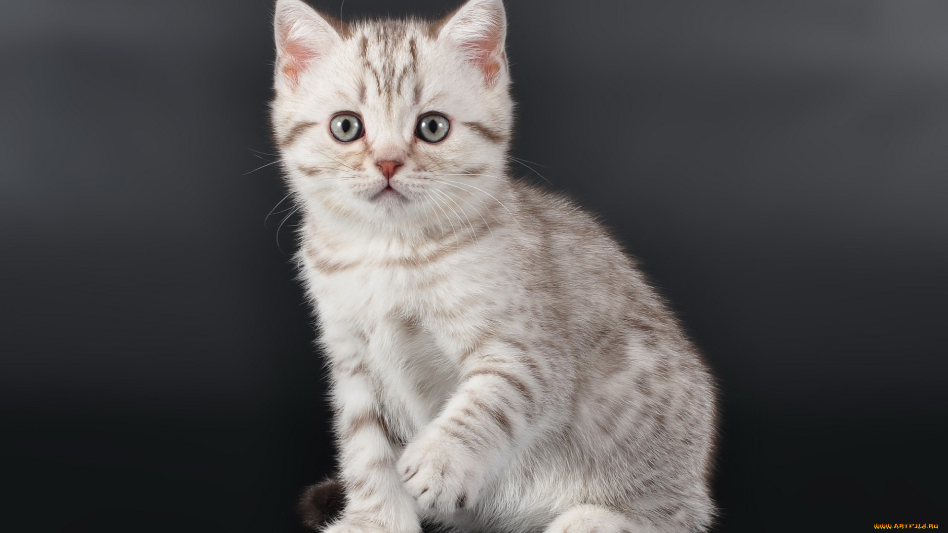 животные, коты, милый, малыш, котенок