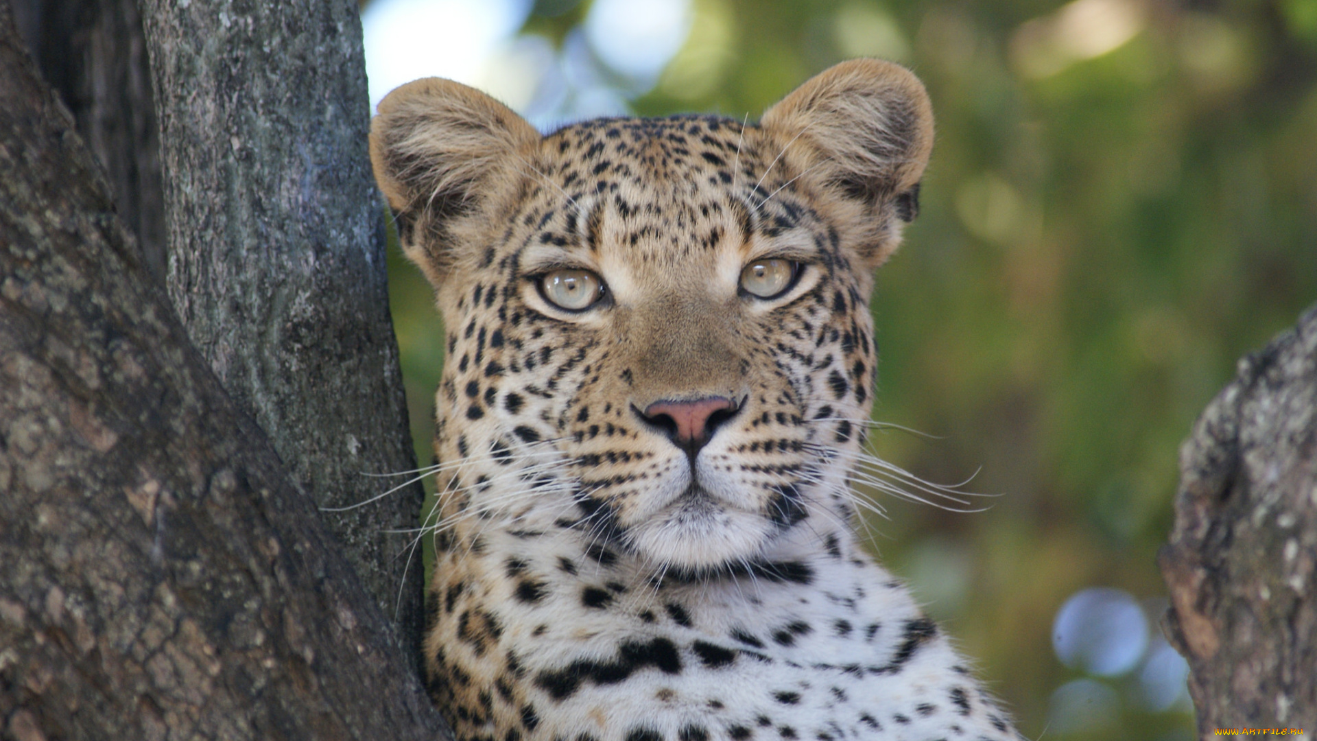 животные, леопарды, леопард